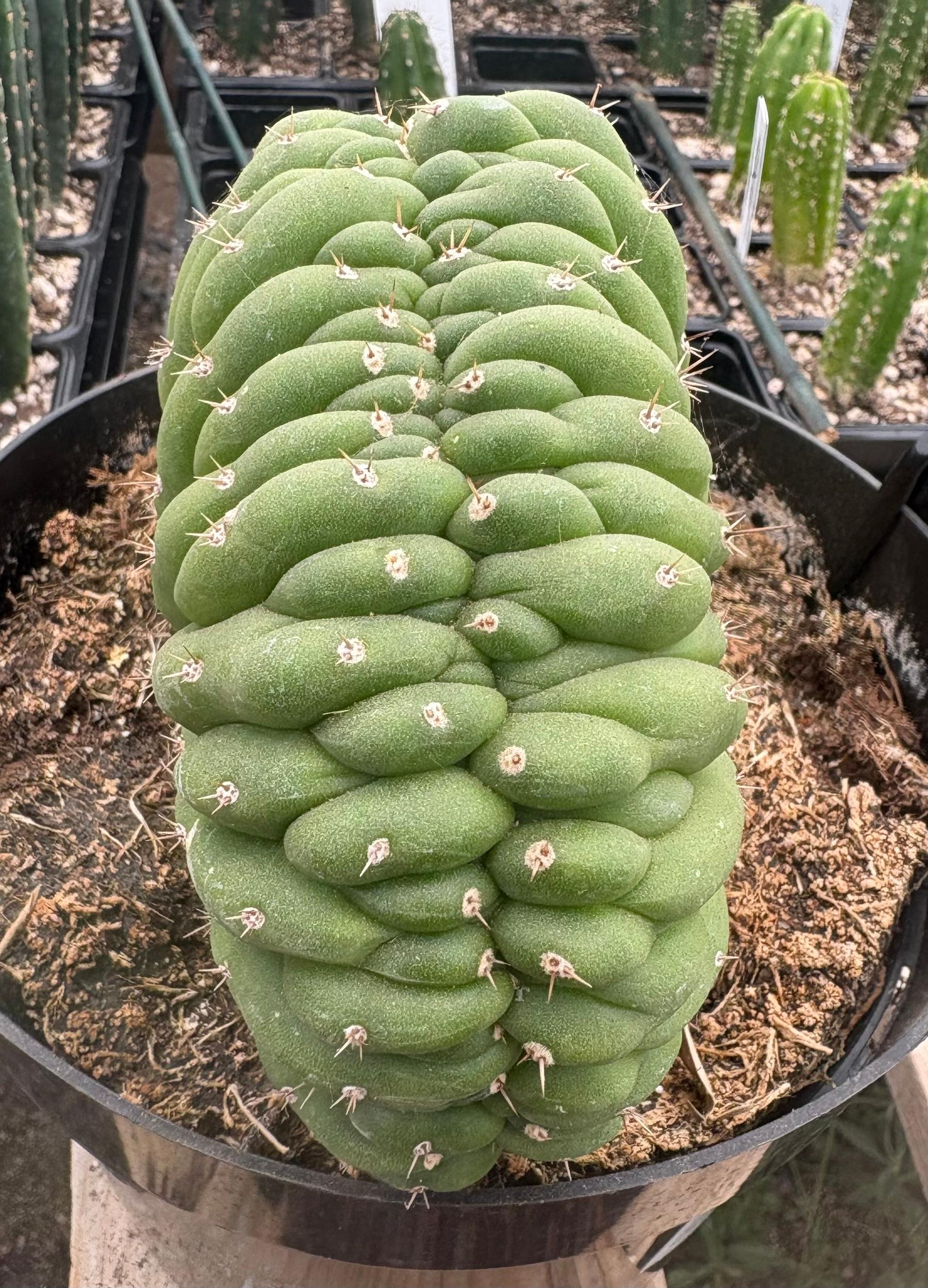 #EC276 EXACT Trichocereus Pachanoi Crested Cactus in 8” container-Cactus - Large - Exact-The Succulent Source