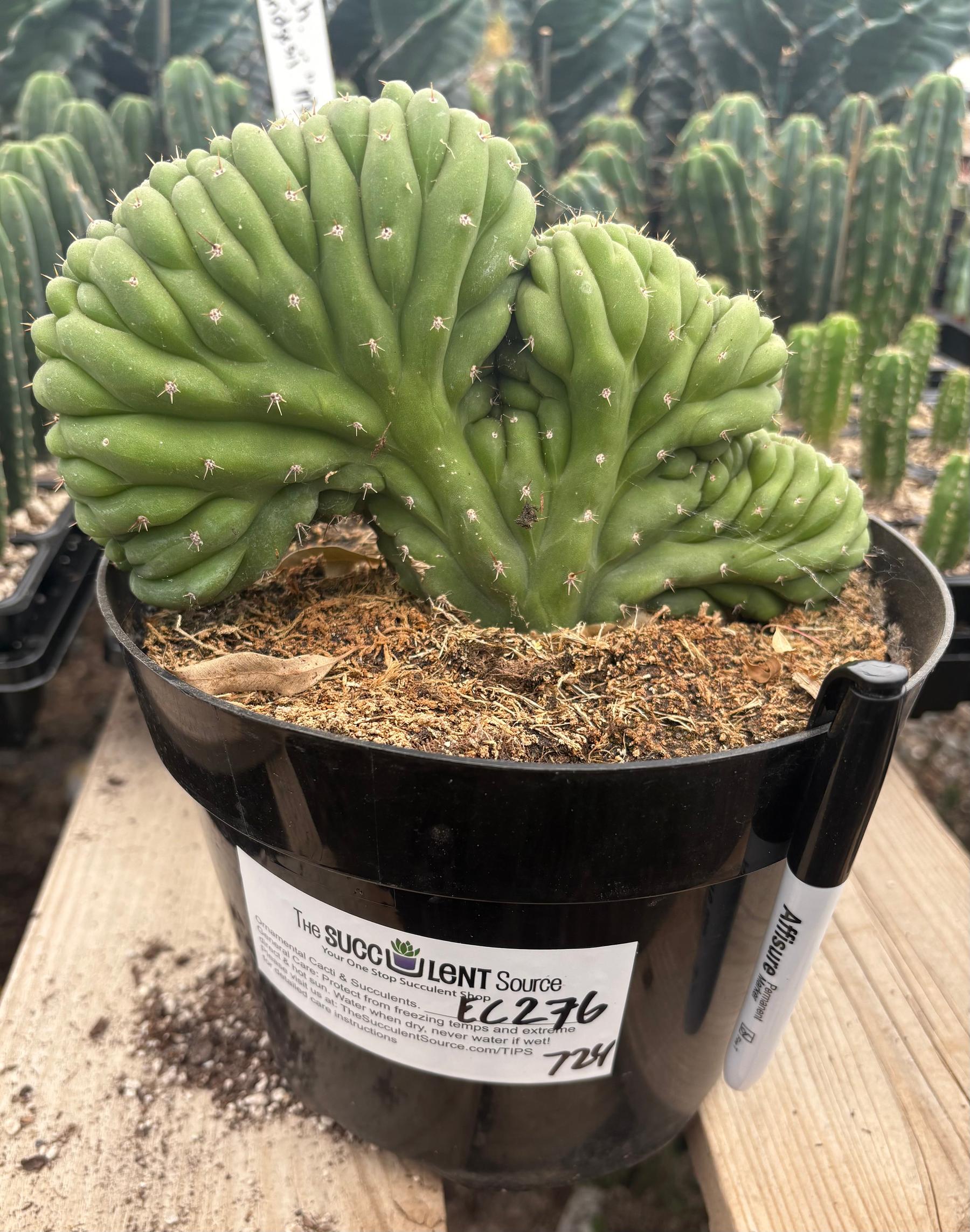 #EC276 EXACT Trichocereus Pachanoi Crested Cactus in 8” container-Cactus - Large - Exact-The Succulent Source