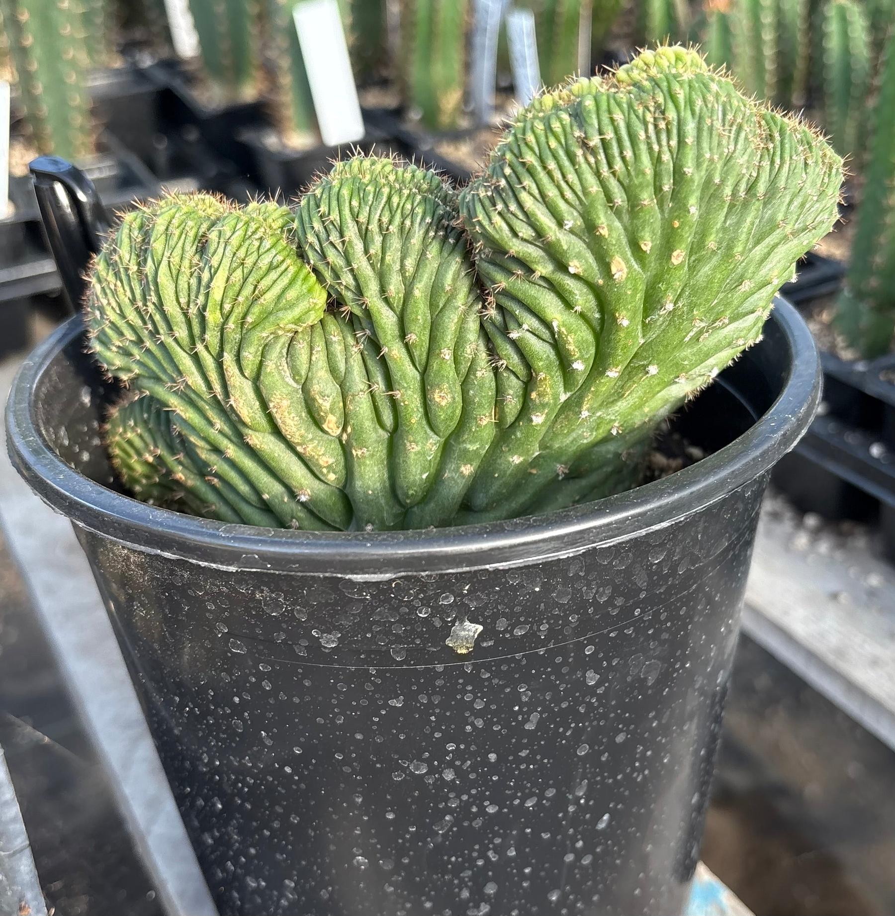 #EC276 EXACT Trichocereus Pachanoi Variegated Crested China Gold Cactus Potted-Cactus - Large - Exact-The Succulent Source