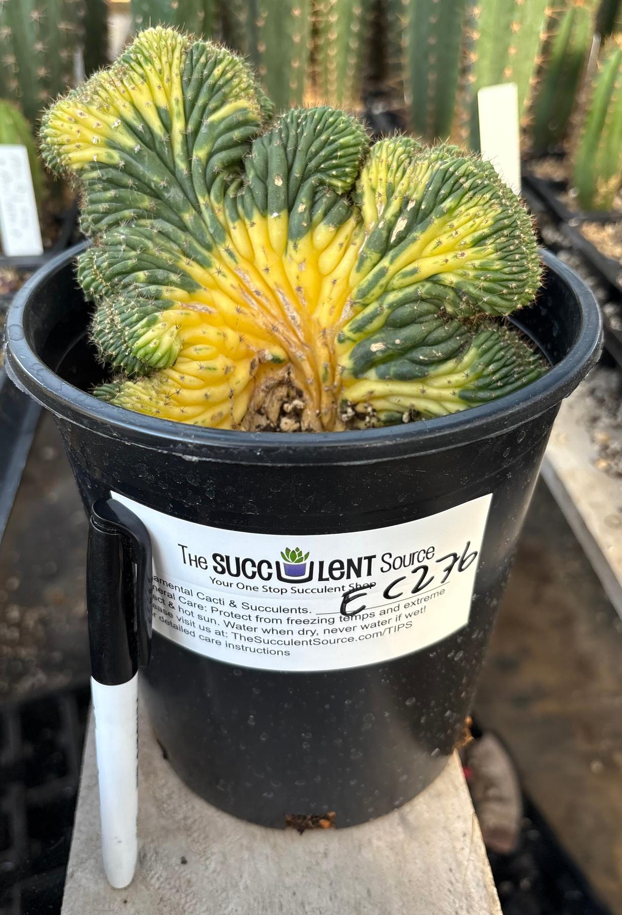 #EC276 EXACT Trichocereus Pachanoi Variegated Crested China Gold Cactus Potted-Cactus - Large - Exact-The Succulent Source