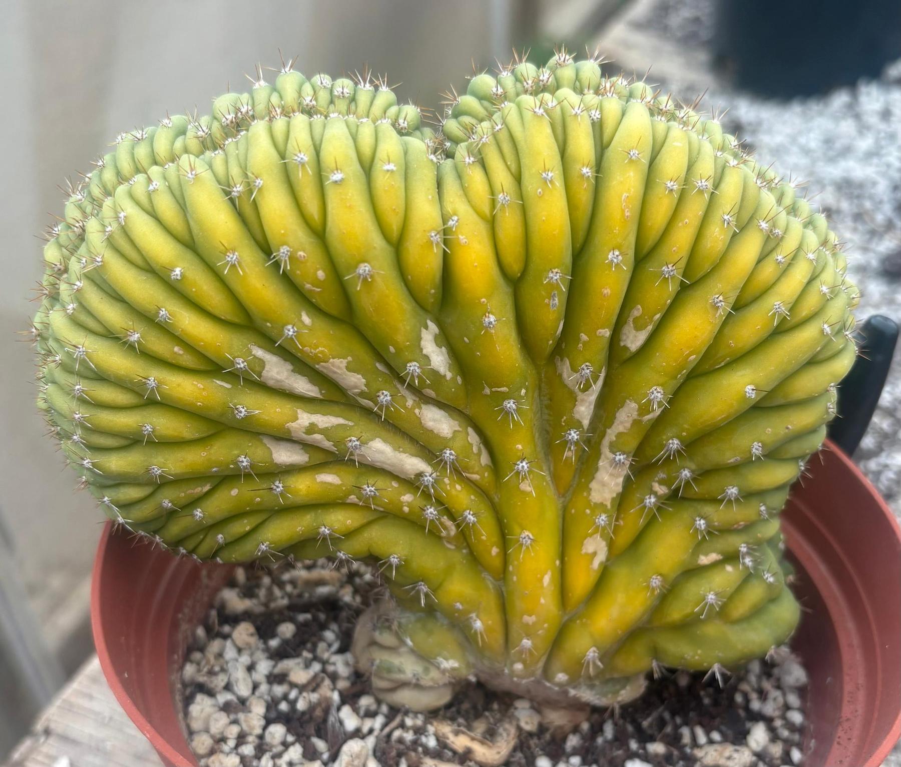 #EC276 EXACT Trichocereus Pachanoi Variegated Crested China Gold Cactus in 6” container-Cactus - Large - Exact-The Succulent Source