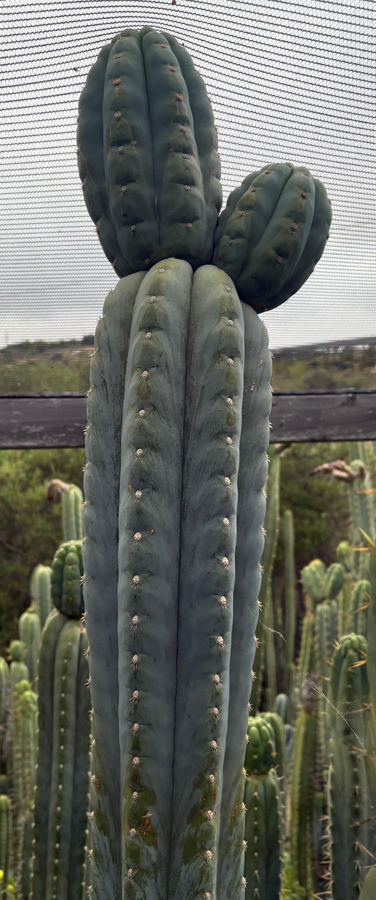 #EC277 EXACT Trichocereus Pachanoi Dan X Sharxx Blue “King Daniel” 18” cutting-Cactus - Large - Exact-The Succulent Source