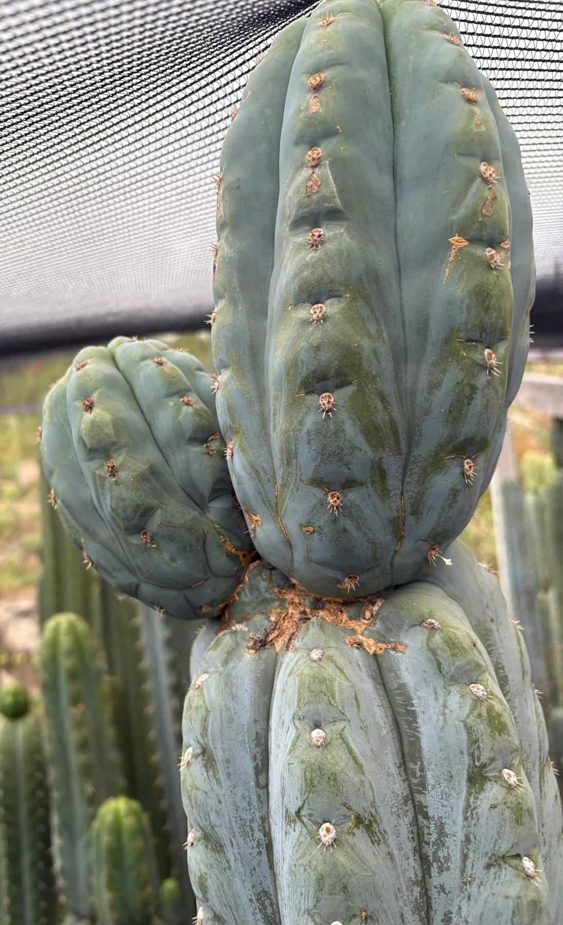 #EC277 EXACT Trichocereus Pachanoi Dan X Sharxx Blue “King Daniel” 18” cutting-Cactus - Large - Exact-The Succulent Source