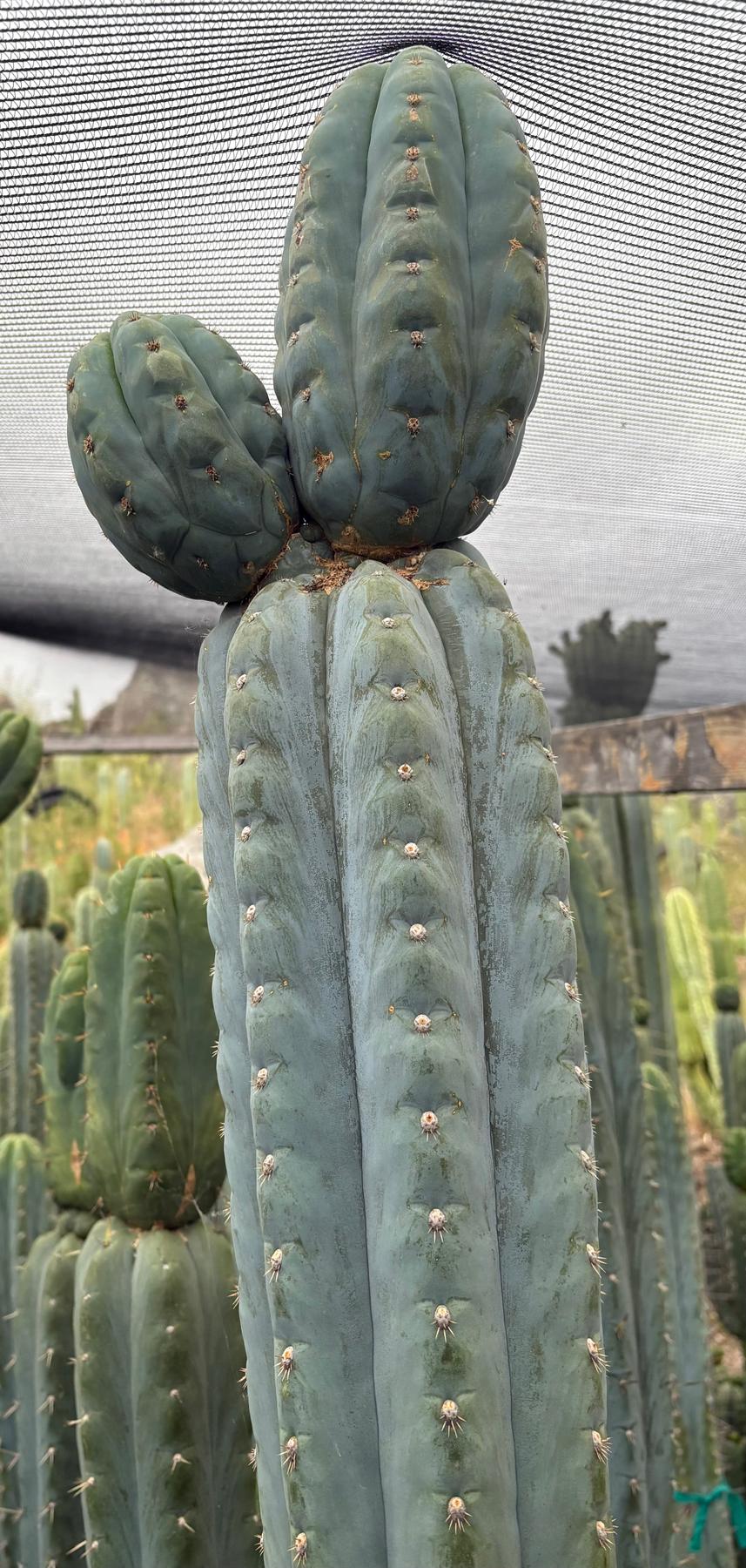 #EC277 EXACT Trichocereus Pachanoi Dan X Sharxx Blue “King Daniel” 18” cutting-Cactus - Large - Exact-The Succulent Source