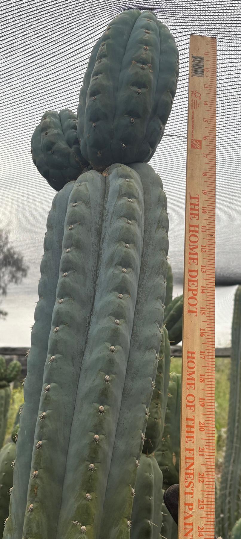 #EC277 EXACT Trichocereus Pachanoi Dan X Sharxx Blue “King Daniel” 18” cutting-Cactus - Large - Exact-The Succulent Source
