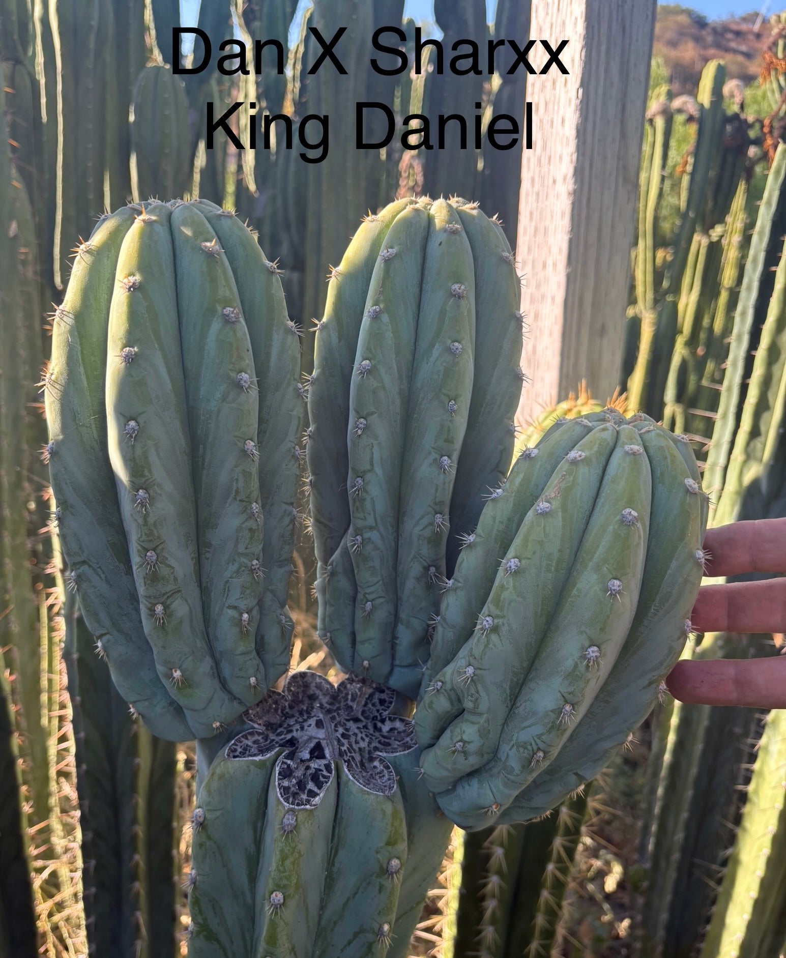 #EC277 EXACT Trichocereus Pachanoi Dan X Sharxx Blue “King Daniel” 8” cutting-Cactus - Large - Exact-The Succulent Source