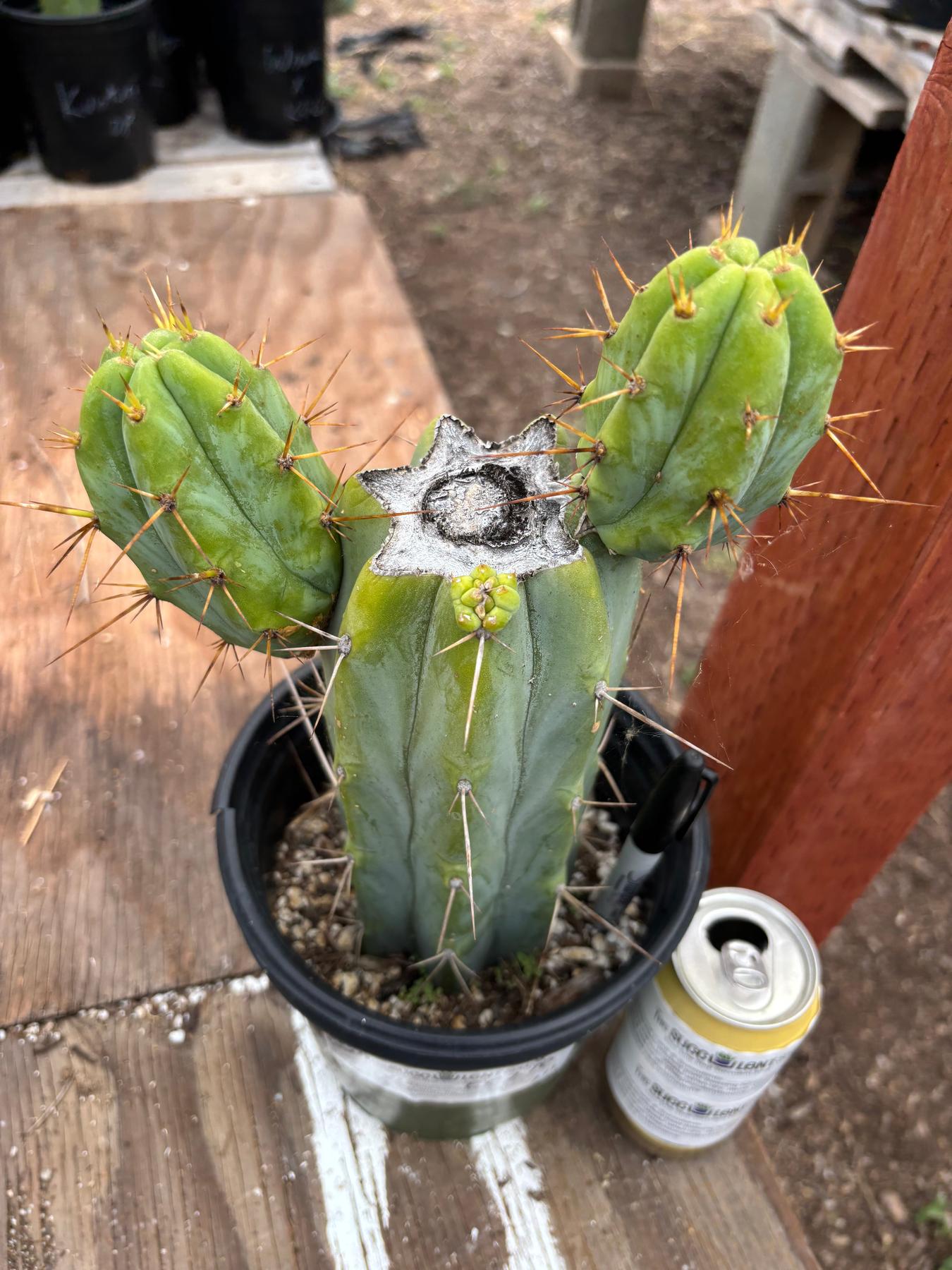 #EC278 EXACT Trichocereus Hybrid Huarazensis X Pachanoi Monstrose TPM Cactus 10.5”-Cactus - Large - Exact-The Succulent Source