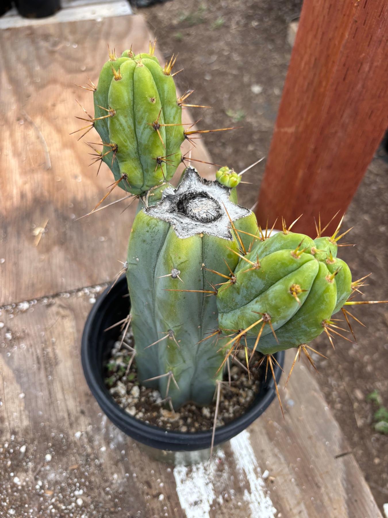 #EC278 EXACT Trichocereus Hybrid Huarazensis X Pachanoi Monstrose TPM Cactus 10.5”-Cactus - Large - Exact-The Succulent Source