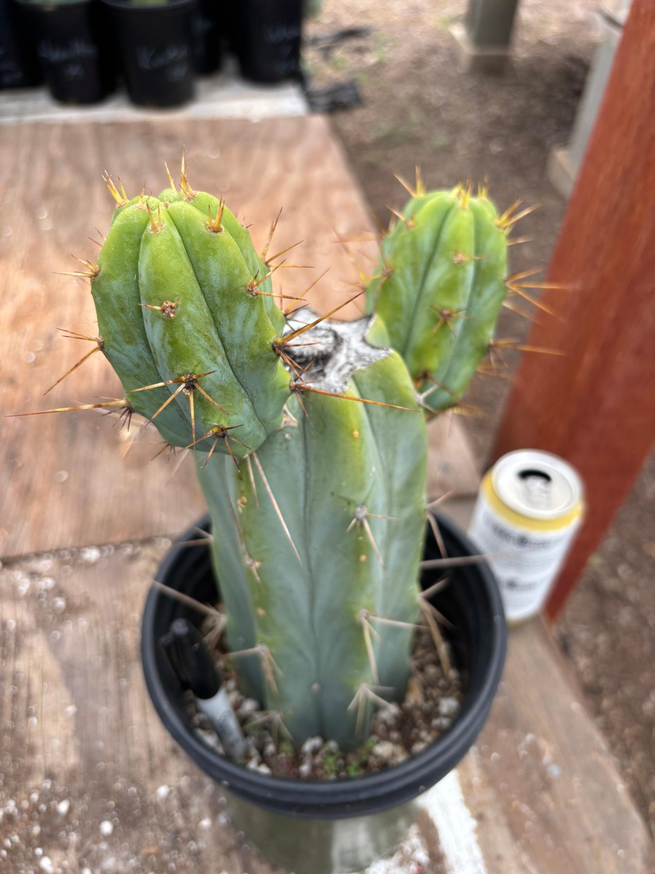 #EC278 EXACT Trichocereus Hybrid Huarazensis X Pachanoi Monstrose TPM Cactus 10.5”-Cactus - Large - Exact-The Succulent Source