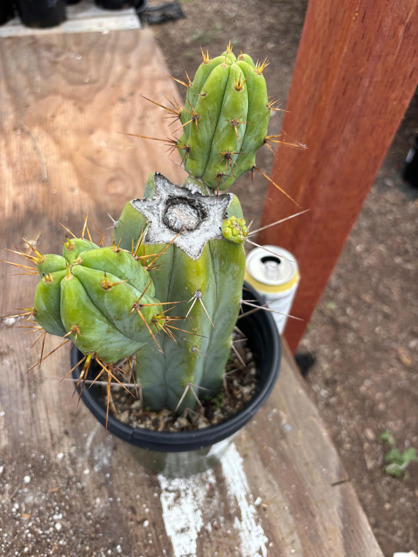 #EC278 EXACT Trichocereus Hybrid Huarazensis X Pachanoi Monstrose TPM Cactus 10.5”-Cactus - Large - Exact-The Succulent Source