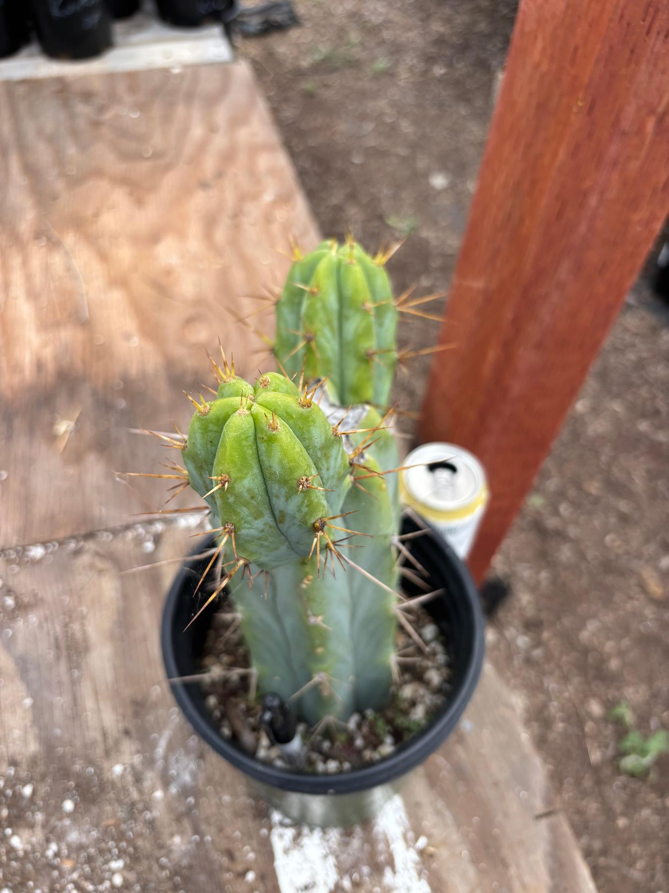 #EC278 EXACT Trichocereus Hybrid Huarazensis X Pachanoi Monstrose TPM Cactus 10.5”-Cactus - Large - Exact-The Succulent Source
