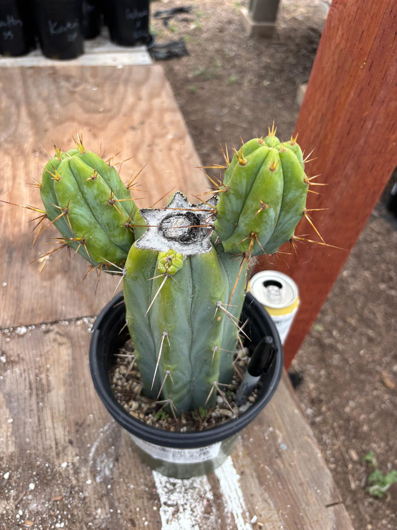 #EC278 EXACT Trichocereus Hybrid Huarazensis X Pachanoi Monstrose TPM Cactus 10.5”-Cactus - Large - Exact-The Succulent Source