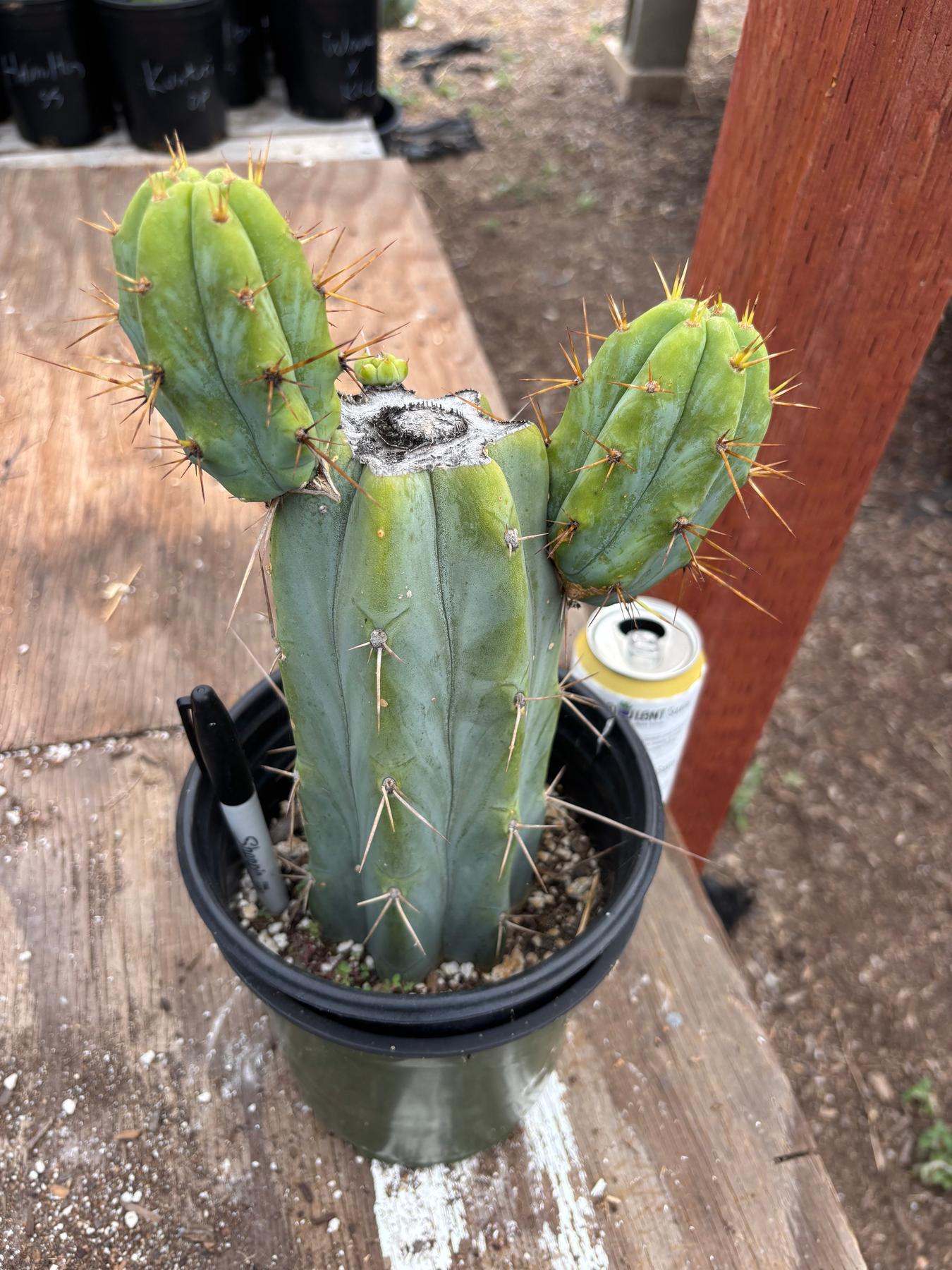 #EC278 EXACT Trichocereus Hybrid Huarazensis X Pachanoi Monstrose TPM Cactus 10.5”-Cactus - Large - Exact-The Succulent Source