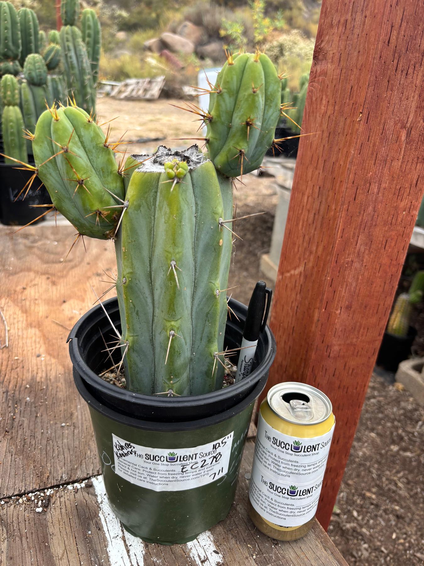 #EC278 EXACT Trichocereus Hybrid Huarazensis X Pachanoi Monstrose TPM Cactus 10.5”-Cactus - Large - Exact-The Succulent Source