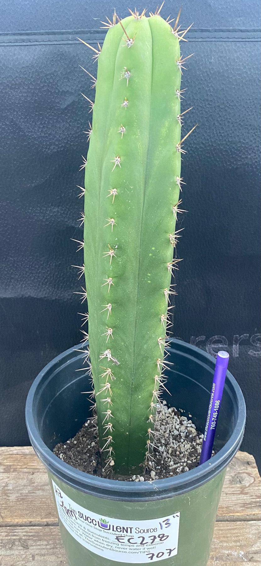#EC278 EXACT Trichocereus Hybrid Huarazensis X Pachanoi UAWA Cactus 13”-Cactus - Large - Exact-The Succulent Source