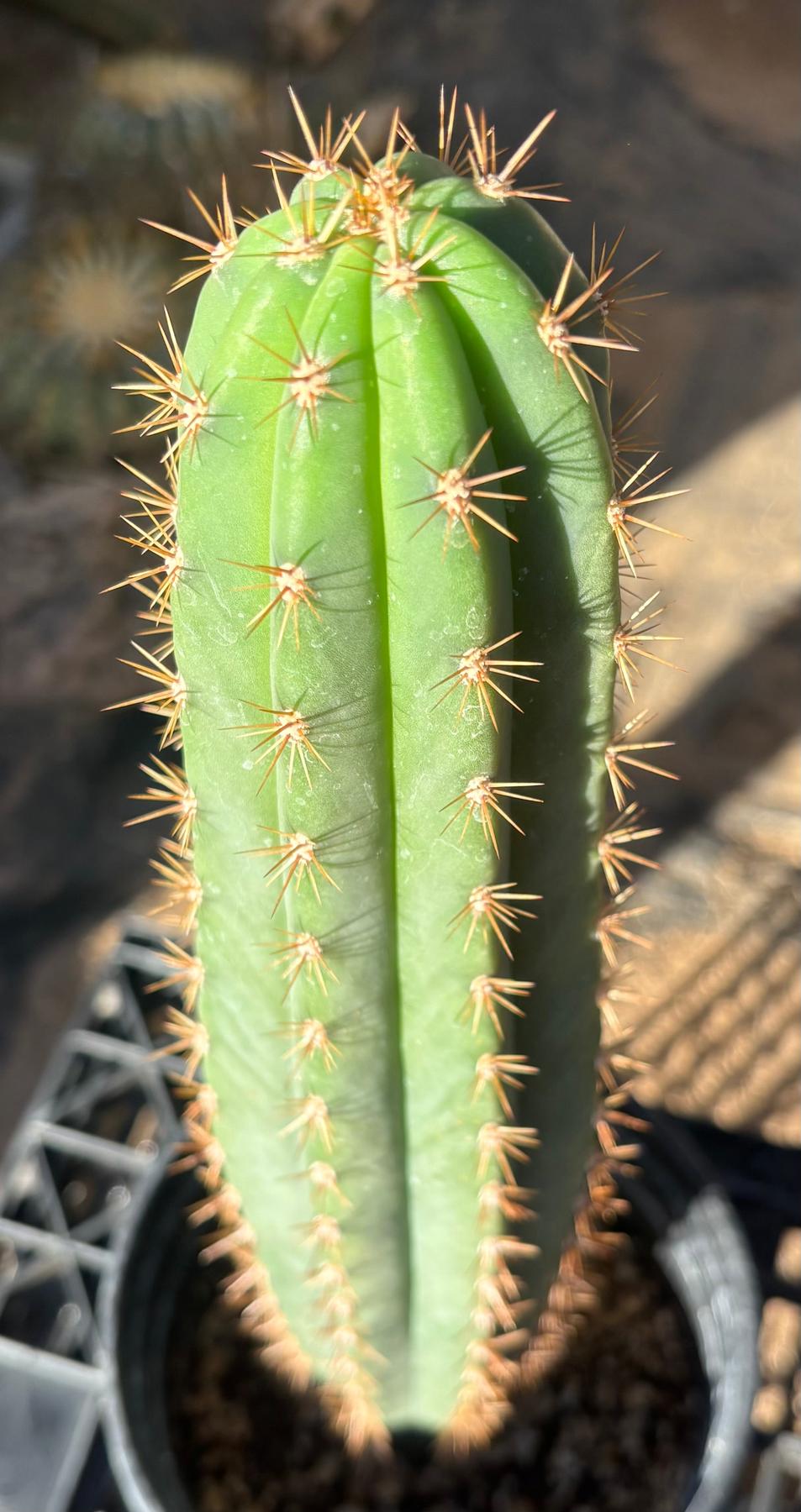 #EC278 EXACT Trichocereus Super Pedro X SASS Cactus 15.5””-Cactus - Large - Exact-The Succulent Source