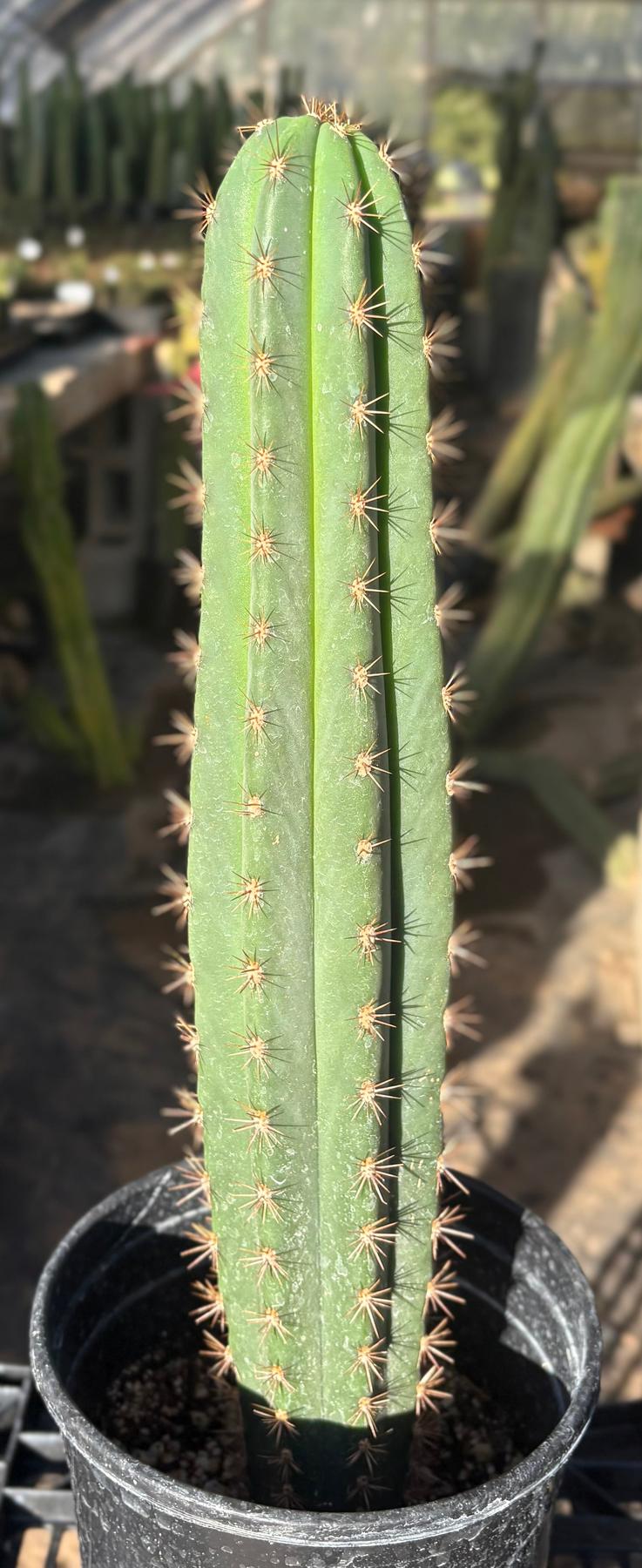 #EC278 EXACT Trichocereus Super Pedro X SASS Cactus 15.5””-Cactus - Large - Exact-The Succulent Source
