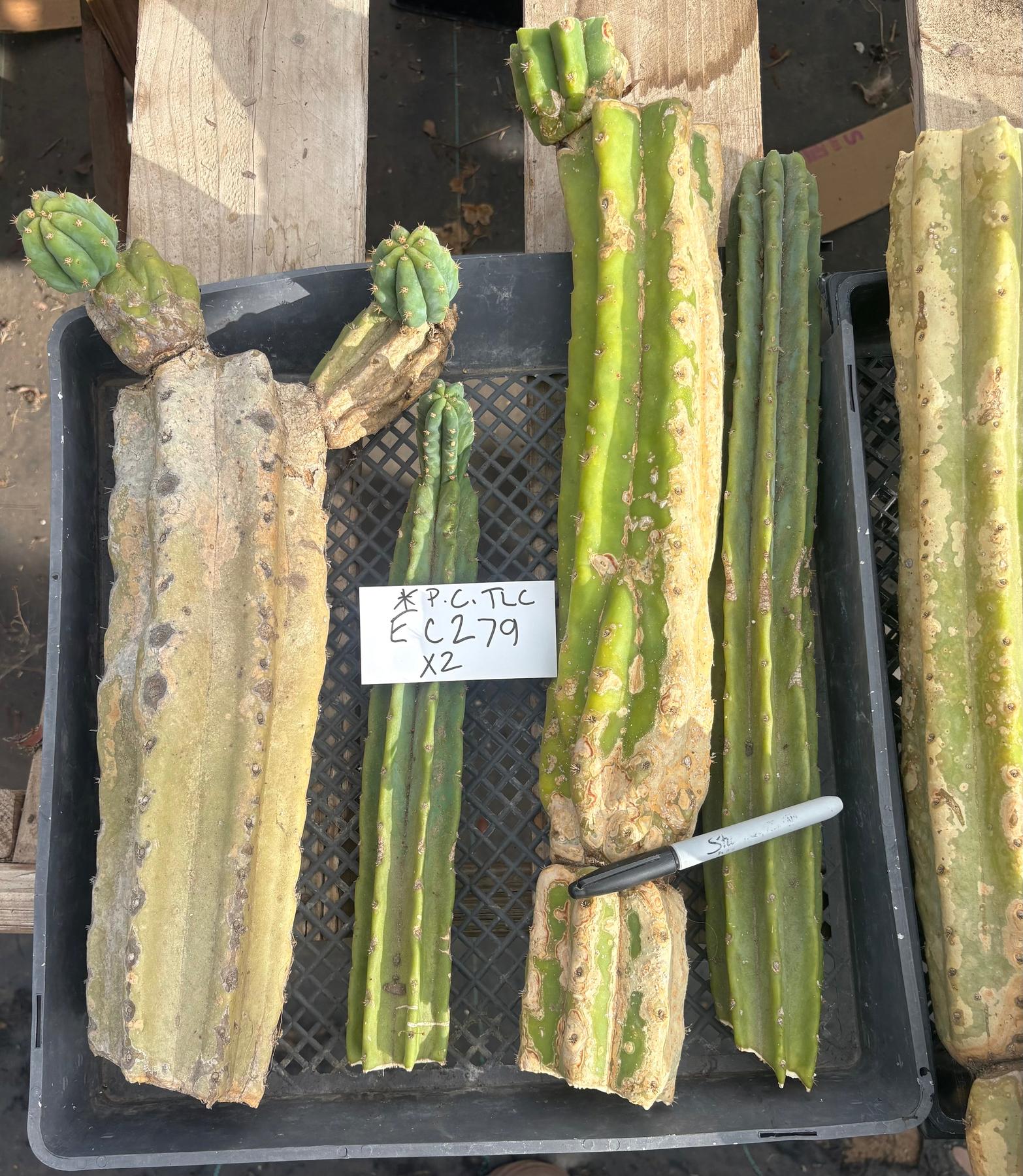 #EC279 EXACT Trichocereus Pachanoi PC TLC Ornamental Cactus Cutting Lot-Cactus - Large - Exact-The Succulent Source
