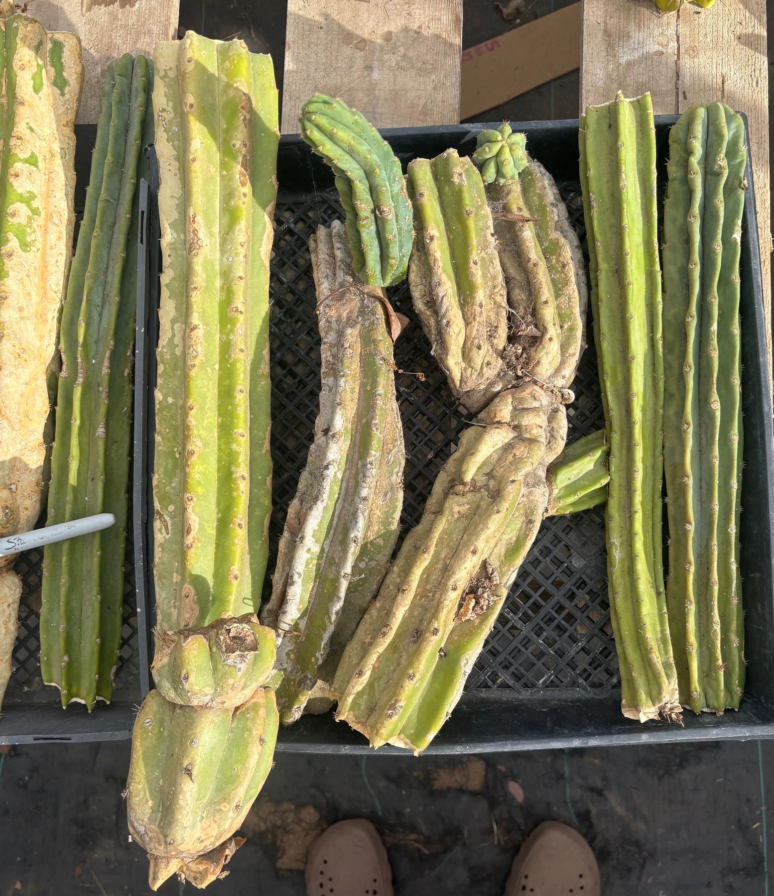 #EC279 EXACT Trichocereus Pachanoi PC TLC Ornamental Cactus Cutting Lot-Cactus - Large - Exact-The Succulent Source