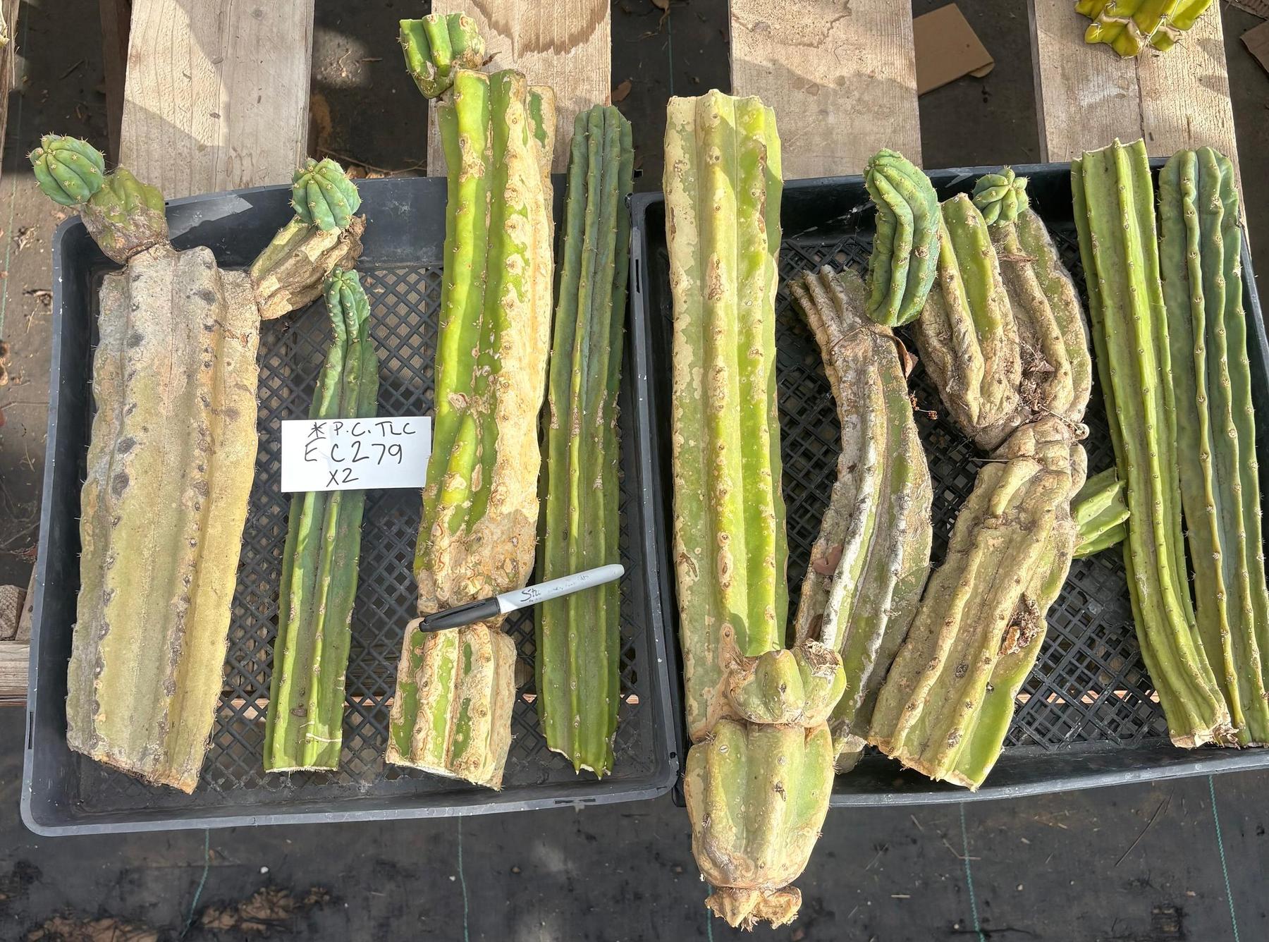 #EC279 EXACT Trichocereus Pachanoi PC TLC Ornamental Cactus Cutting Lot-Cactus - Large - Exact-The Succulent Source