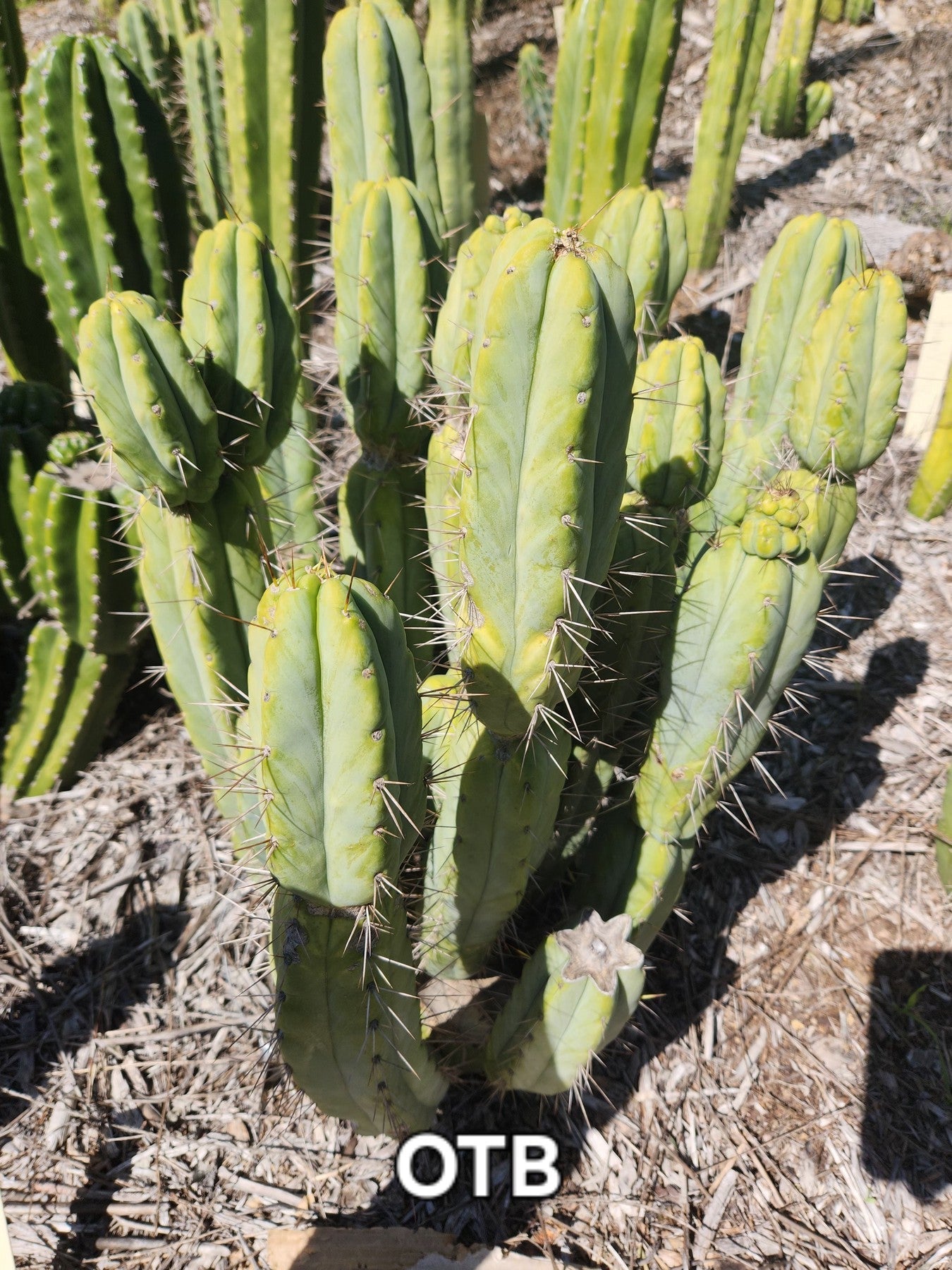 #EC28 EXACT Trichocereus OTB "Old Town Bridgesii" Cactus cutting 5-6"-Cactus - Large - Exact-The Succulent Source