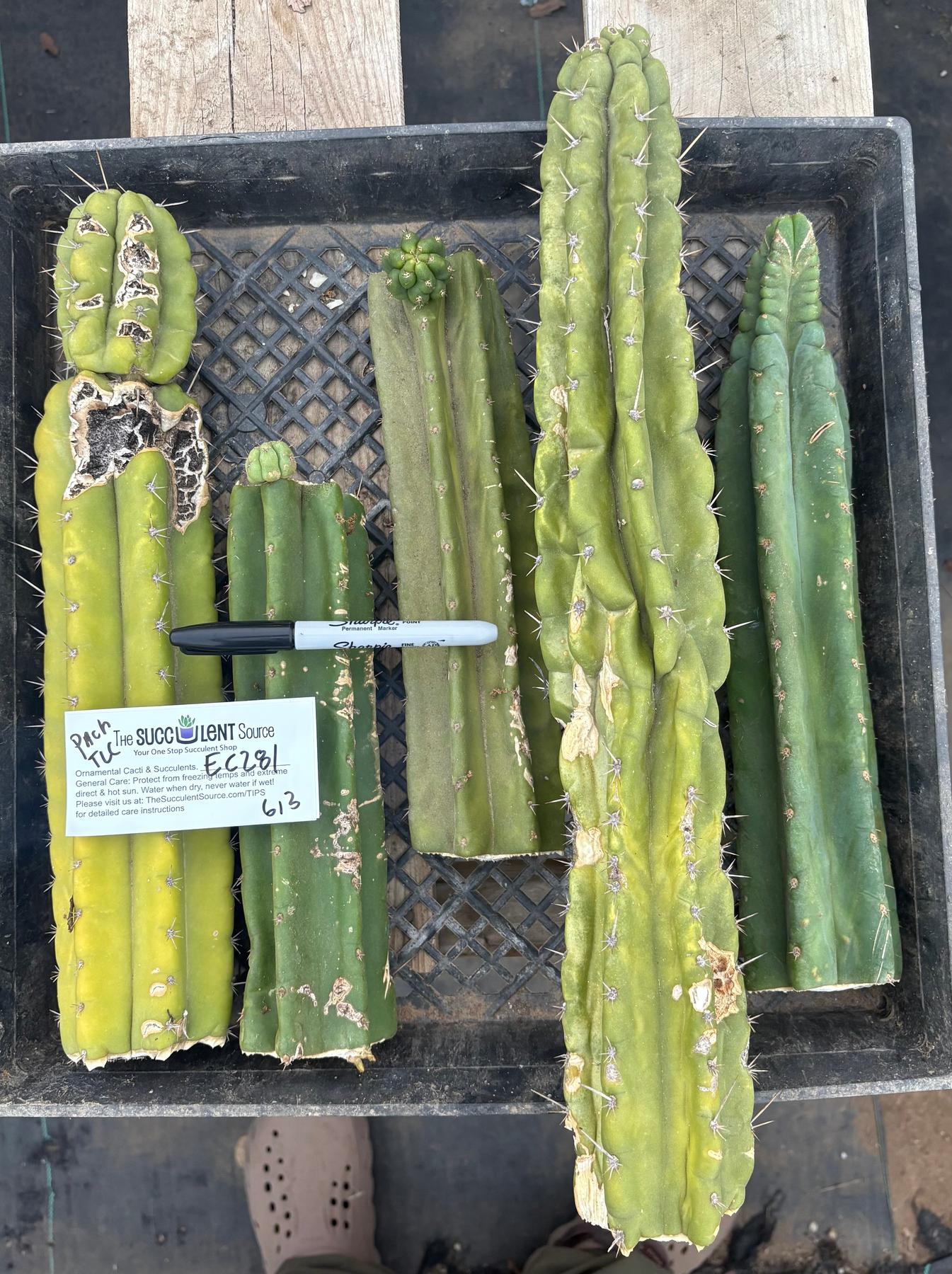 #EC281 EXACT Trichocereus TLC Pachanoi Cactus NOT-PC Grafting Bargain Cuttings Lot-Cactus - Large - Exact-The Succulent Source