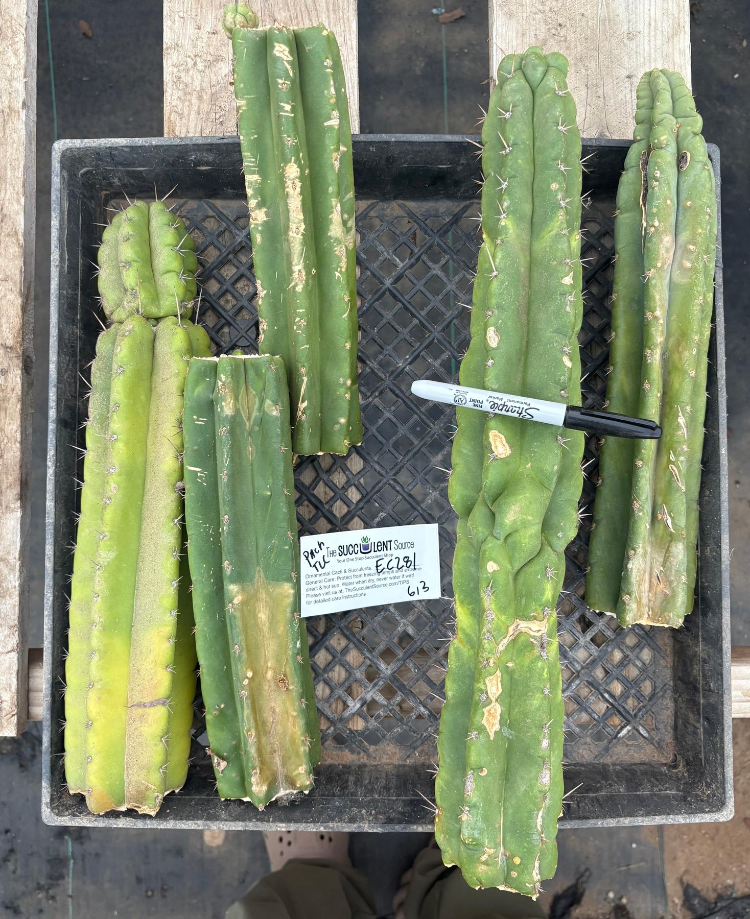 #EC281 EXACT Trichocereus TLC Pachanoi Cactus NOT-PC Grafting Bargain Cuttings Lot-Cactus - Large - Exact-The Succulent Source