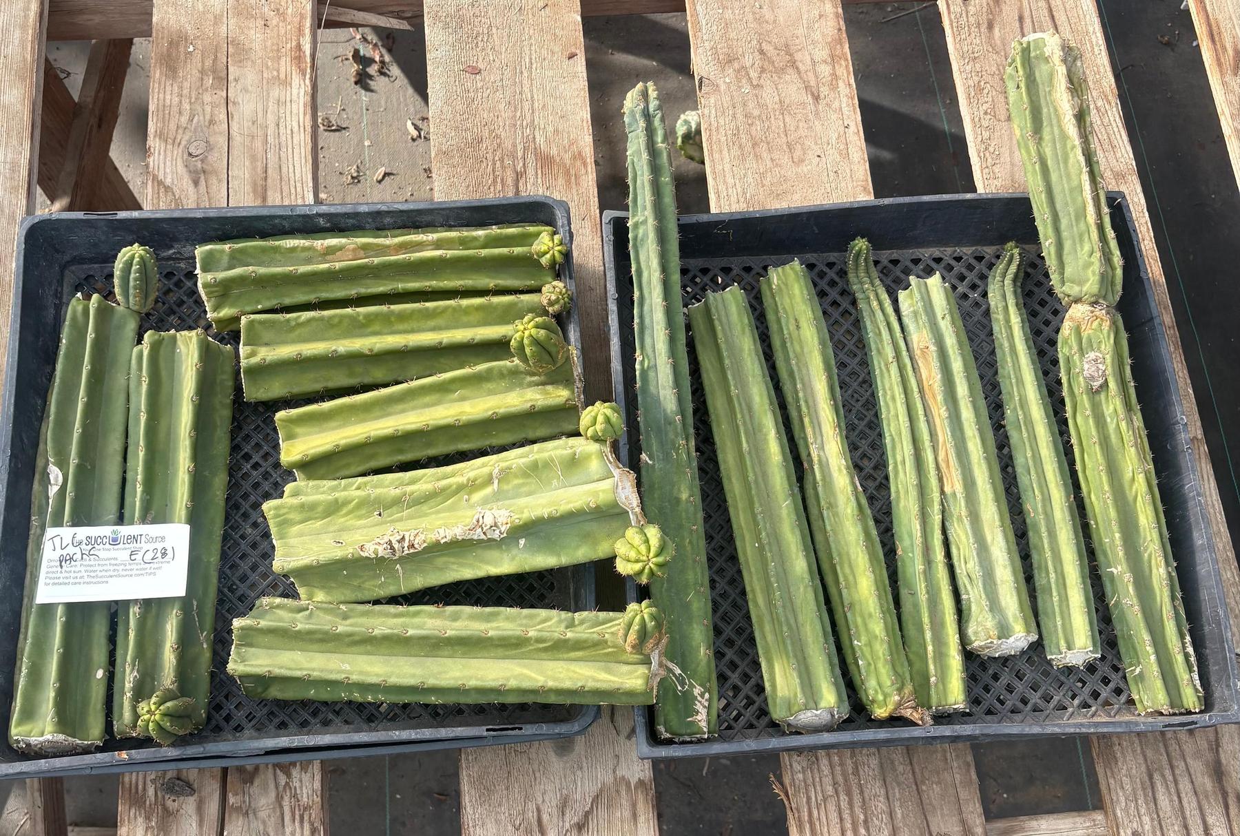 #EC281 EXACT Trichocereus TLC Pachanoi Cactus NOT-PC Grafting Bargain Cuttings Lot-Cactus - Large - Exact-The Succulent Source