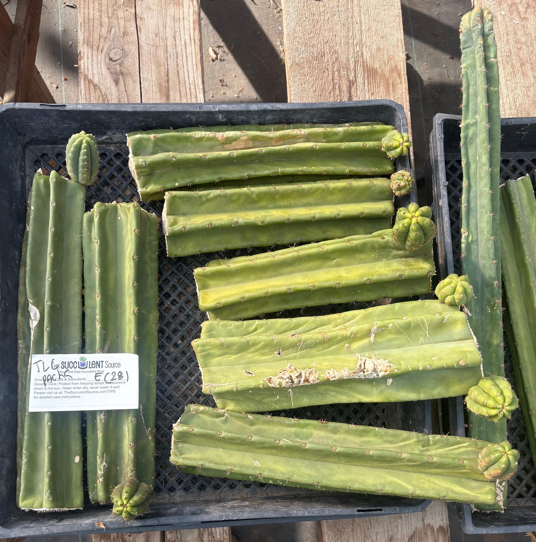 #EC281 EXACT Trichocereus TLC Pachanoi Cactus NOT-PC Grafting Bargain Cuttings Lot-Cactus - Large - Exact-The Succulent Source