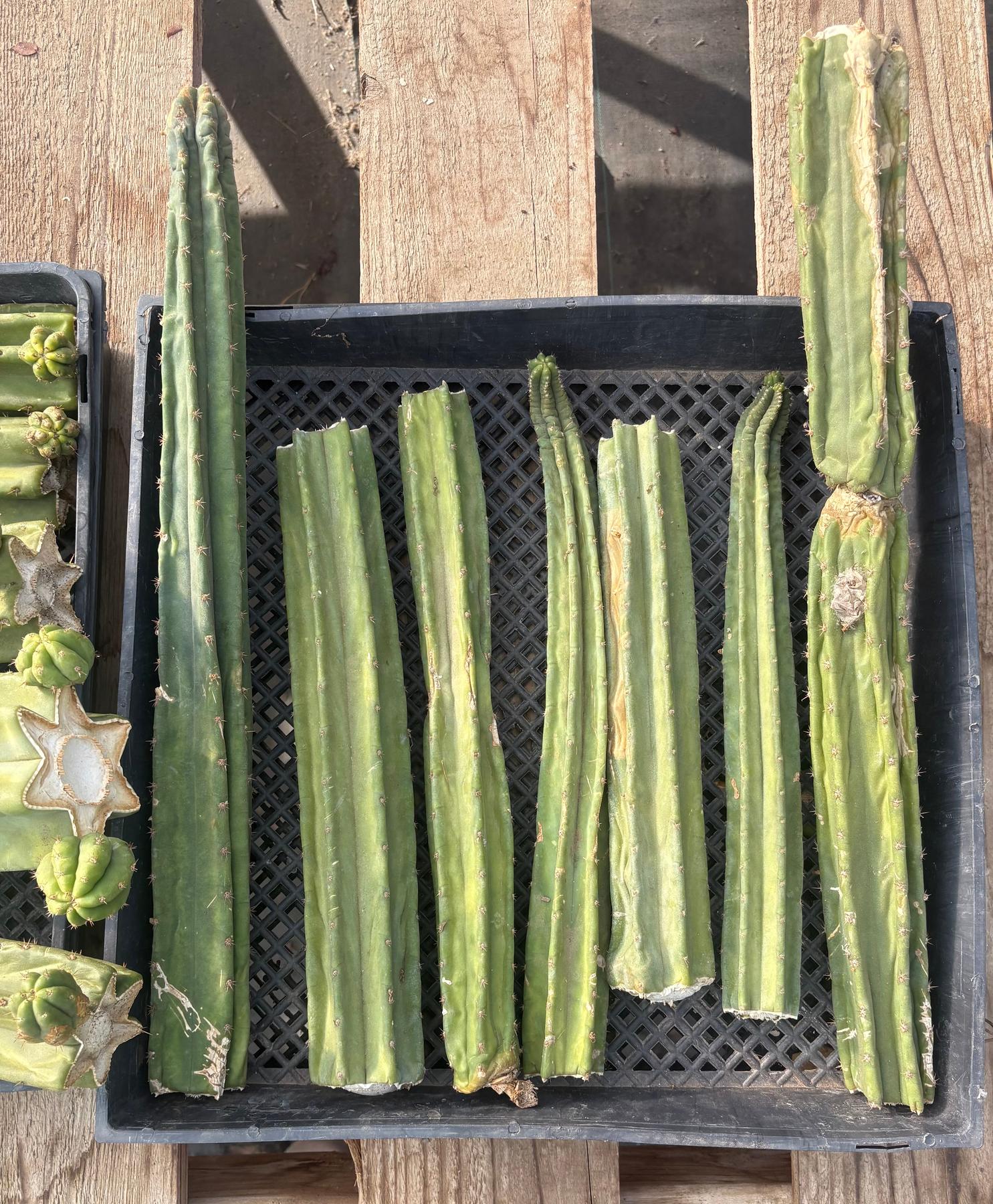 #EC281 EXACT Trichocereus TLC Pachanoi Cactus NOT-PC Grafting Bargain Cuttings Lot-Cactus - Large - Exact-The Succulent Source