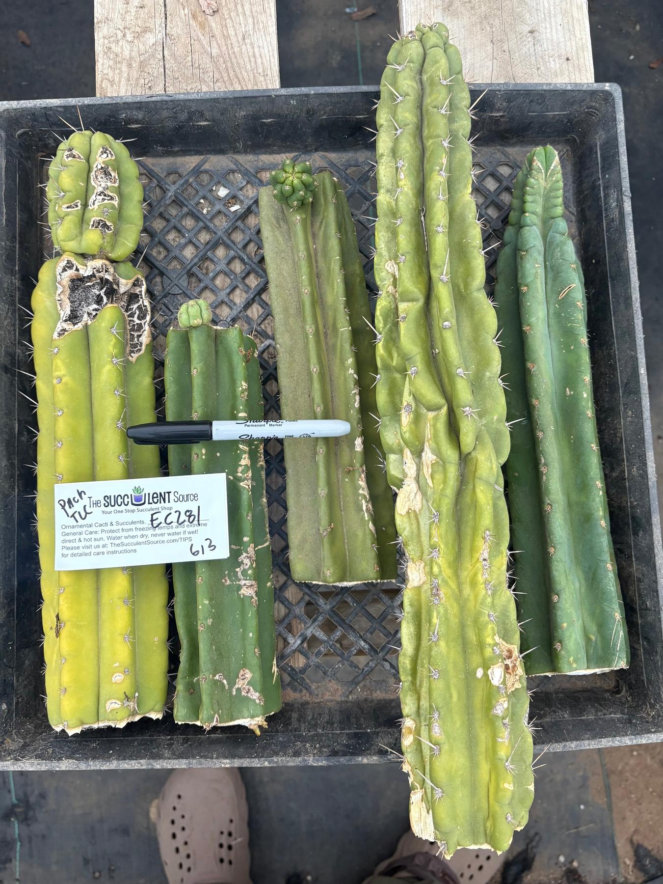 #EC281 EXACT Trichocereus TLC Pachanoi Cactus NOT-PC Grafting Bargain Cuttings Lot-Cactus - Large - Exact-The Succulent Source