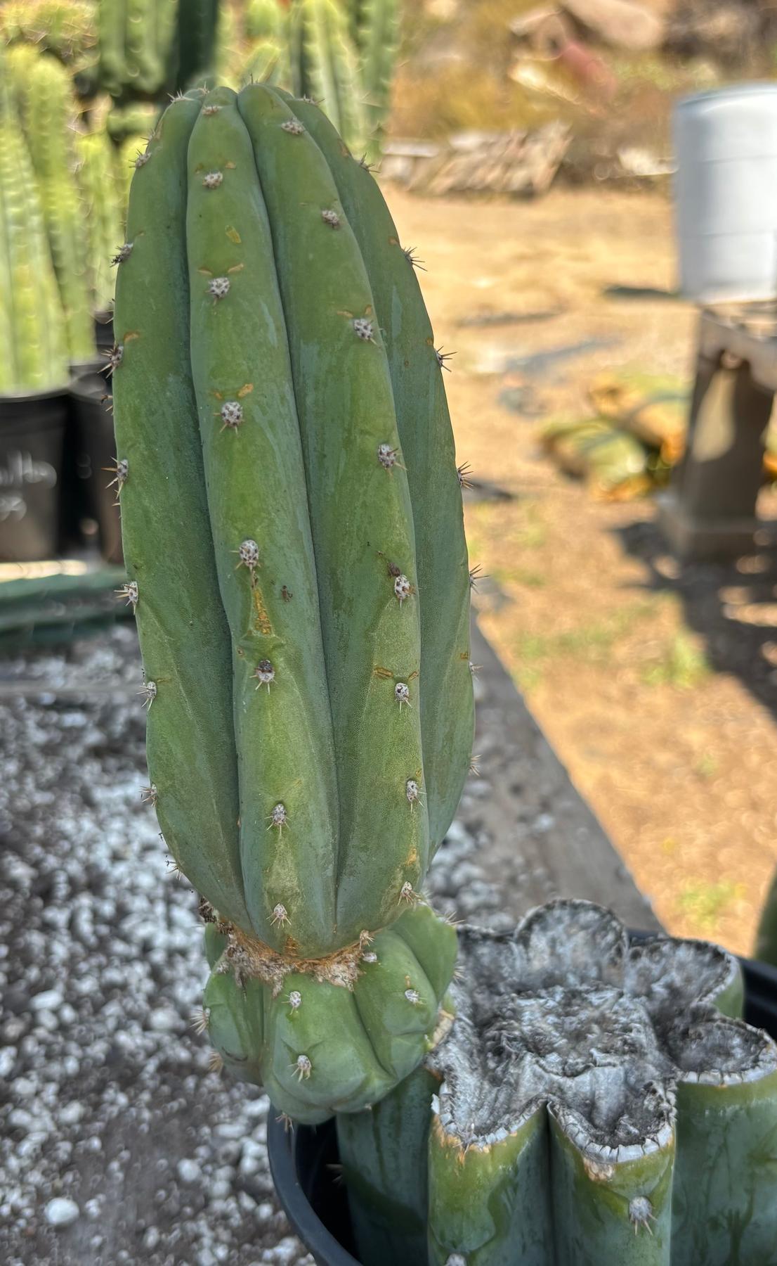 #EC282 EXACT Trichocereus Pachanoi JS444 Cactus 12.5"-Cactus - Large - Exact-The Succulent Source