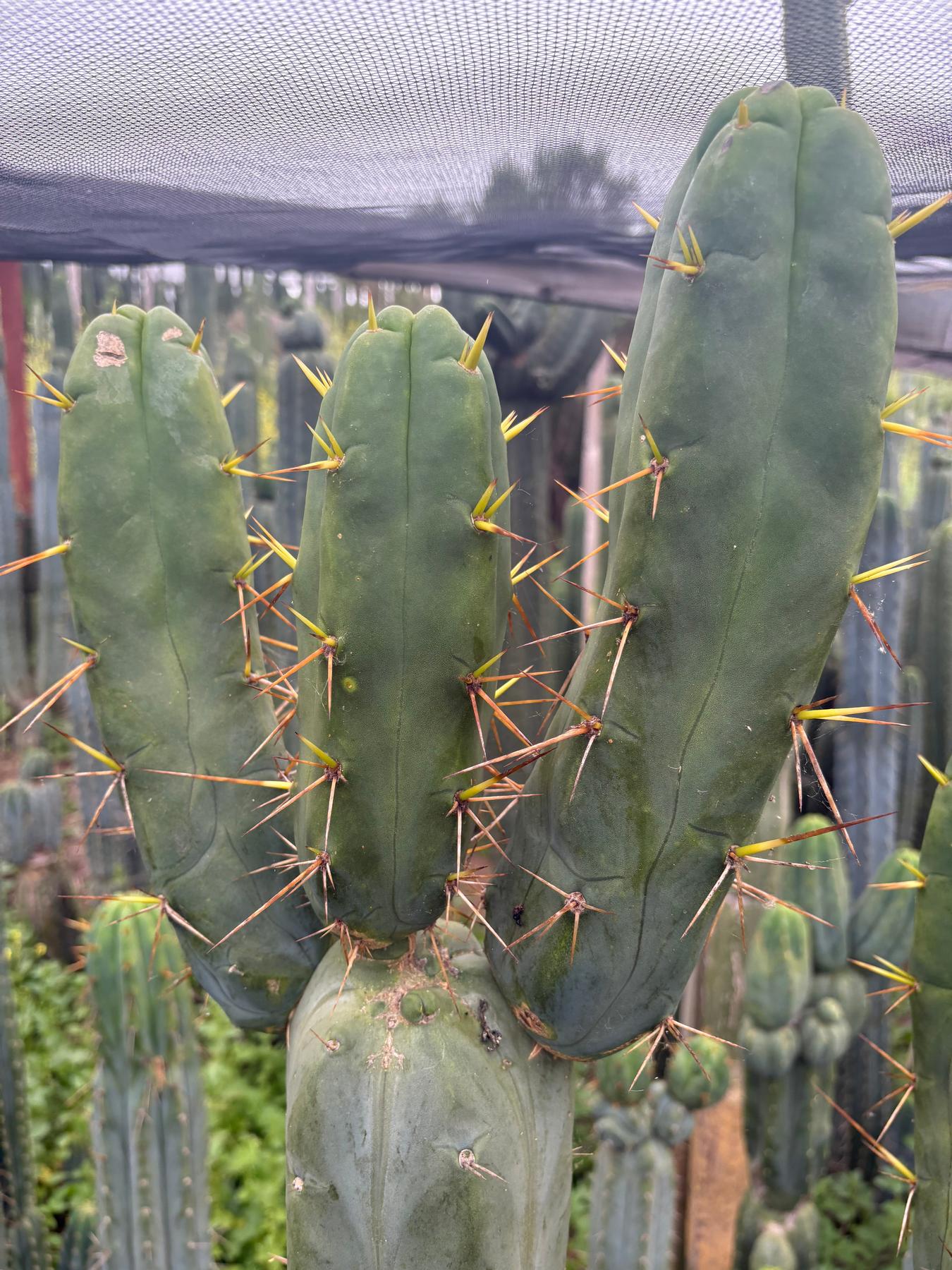#EC283 EXACT Trichocereus Bridgesii EBAY “RB” Cactus Cutting 8”-Cactus - Large - Exact-The Succulent Source