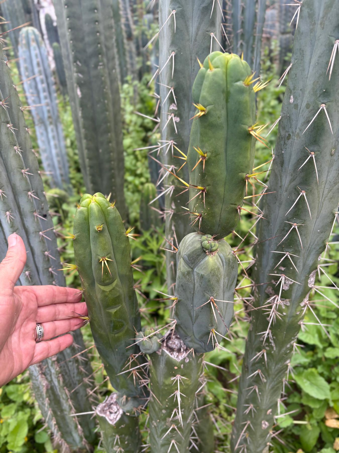 #EC283 EXACT Trichocereus Bridgesii EBAY “RB” Cactus Cutting 8”-Cactus - Large - Exact-The Succulent Source