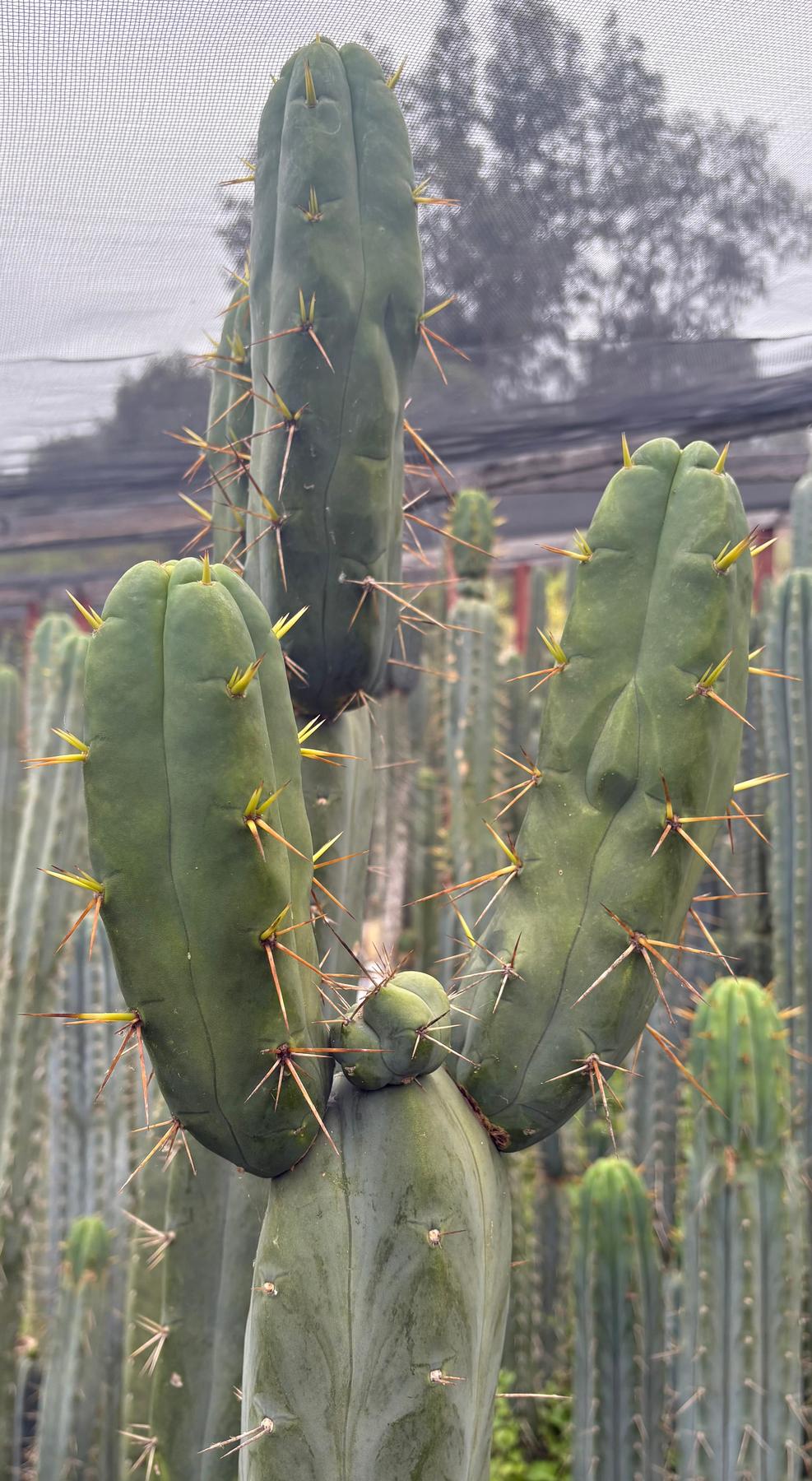 #EC283 EXACT Trichocereus Bridgesii EBAY “RB” Cactus Cutting 8”-Cactus - Large - Exact-The Succulent Source
