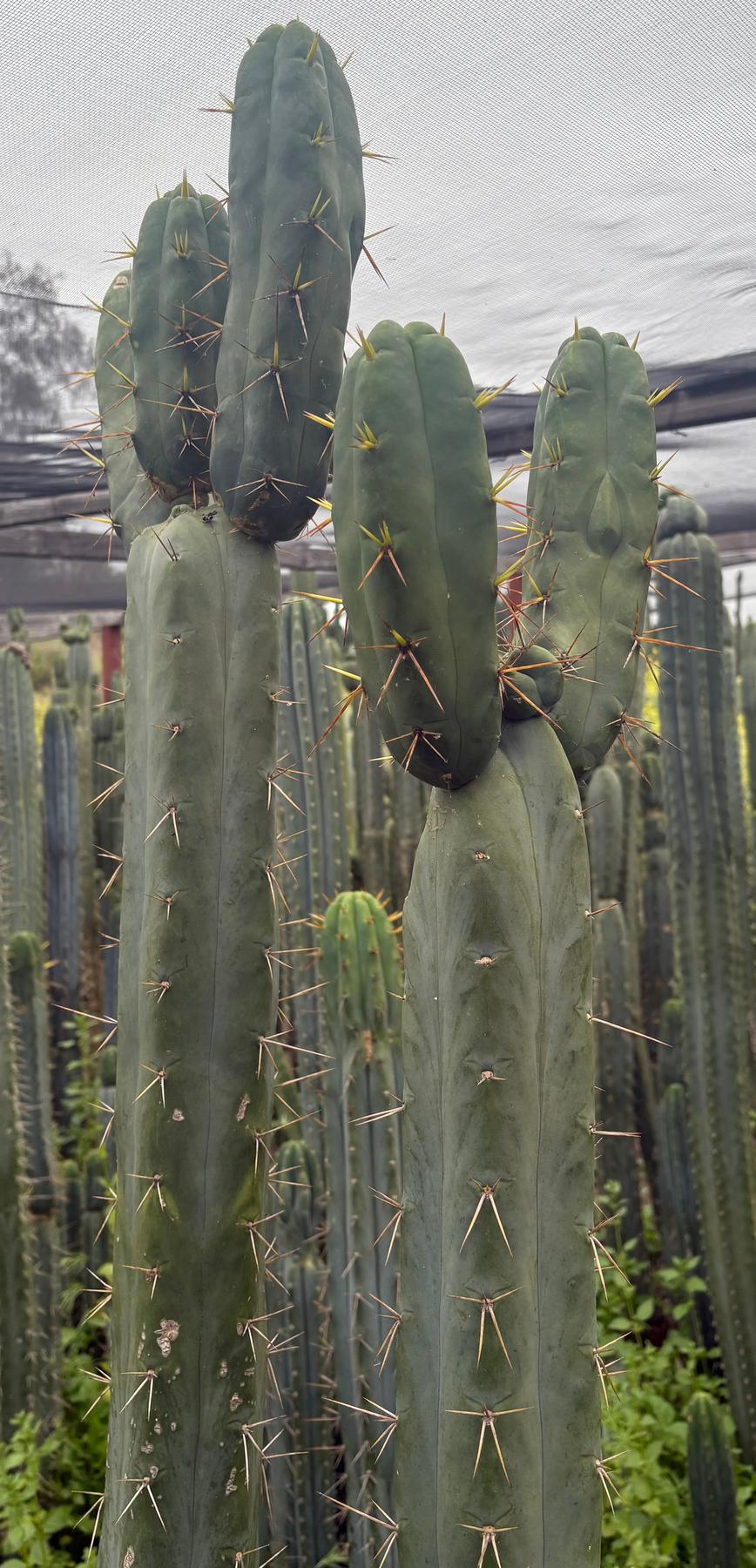 #EC283 EXACT Trichocereus Bridgesii EBAY “RB” Cactus Cutting 8”-Cactus - Large - Exact-The Succulent Source