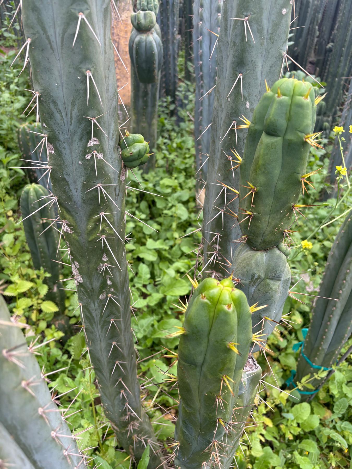 #EC283 EXACT Trichocereus Bridgesii EBAY “RB” Cactus Cutting 8”-Cactus - Large - Exact-The Succulent Source