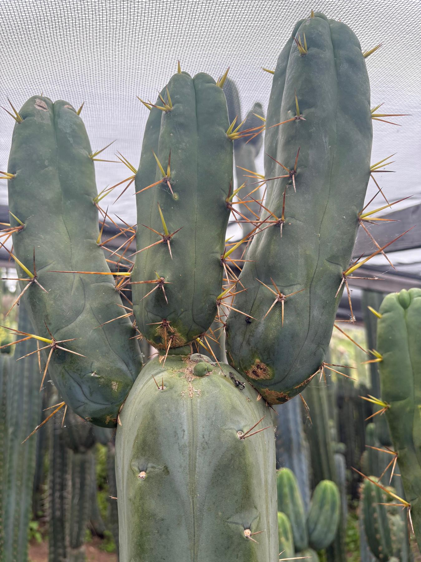 #EC283 EXACT Trichocereus Bridgesii EBAY “RB” Cactus Cutting 8”-Cactus - Large - Exact-The Succulent Source
