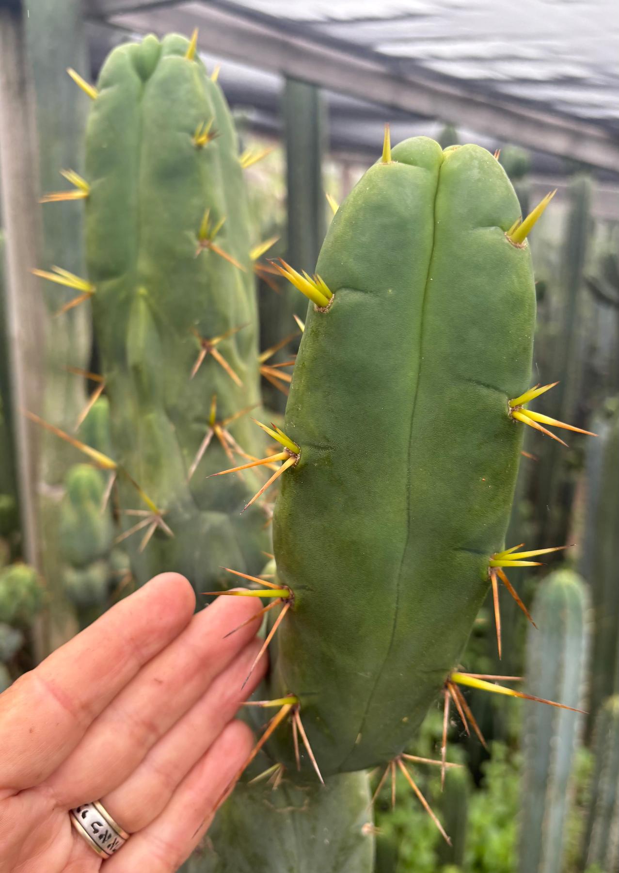 #EC283 EXACT Trichocereus Bridgesii EBAY “RB” Cactus Cutting 8”-Cactus - Large - Exact-The Succulent Source