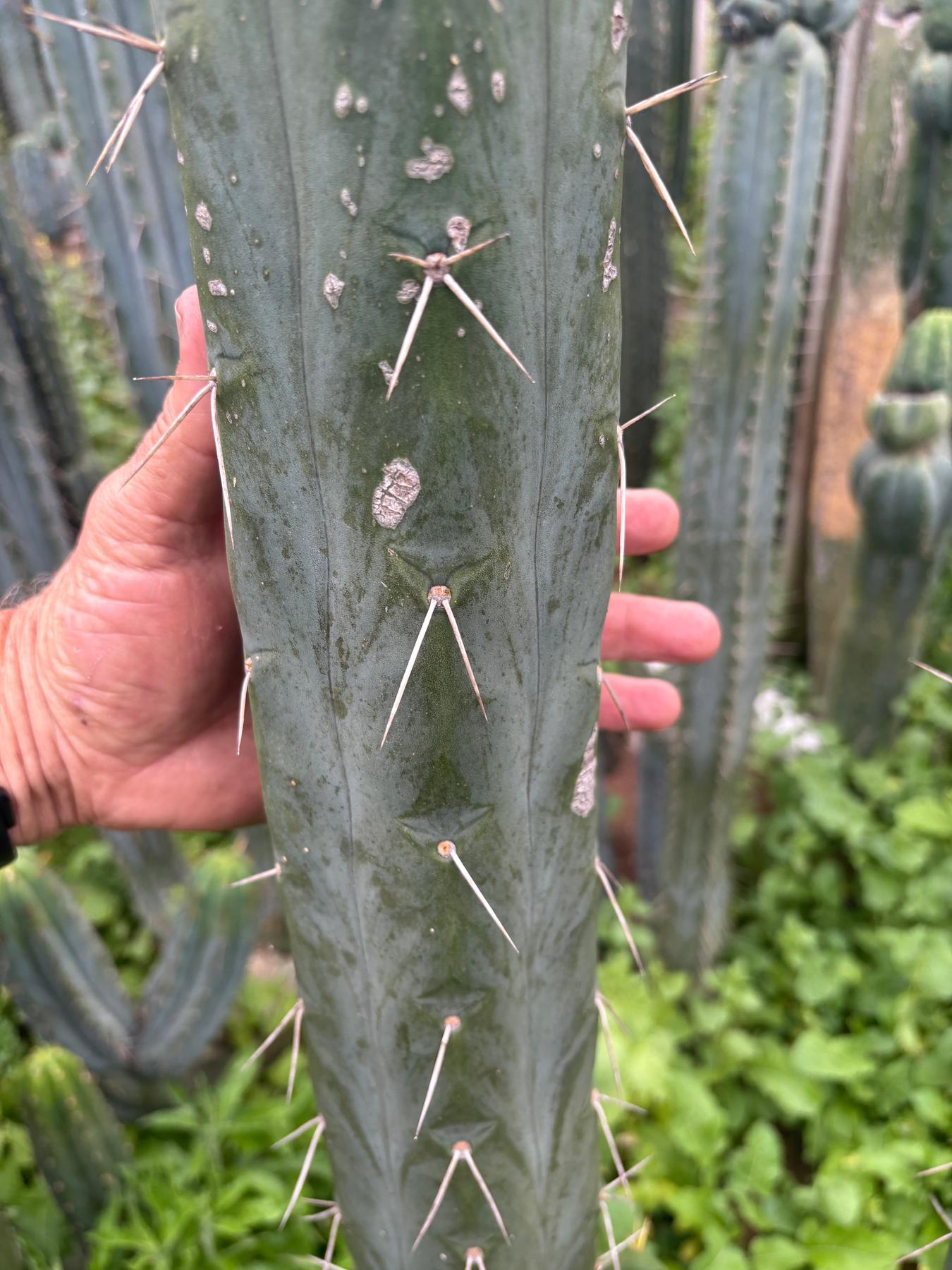 #EC283 EXACT Trichocereus Bridgesii EBAY “RB” Cactus Cutting 8”-Cactus - Large - Exact-The Succulent Source