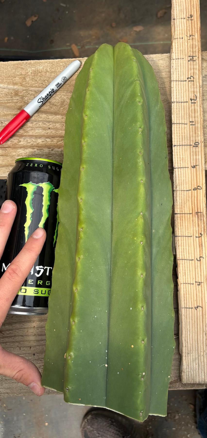 #EC284 EXACT Cordo X Kristy Cactus 13.5”-Cactus - Large - Exact-The Succulent Source