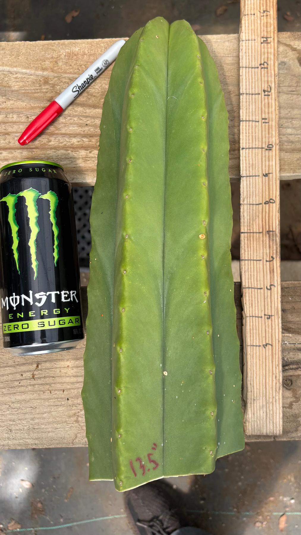 #EC284 EXACT Cordo X Kristy Cactus 13.5”-Cactus - Large - Exact-The Succulent Source