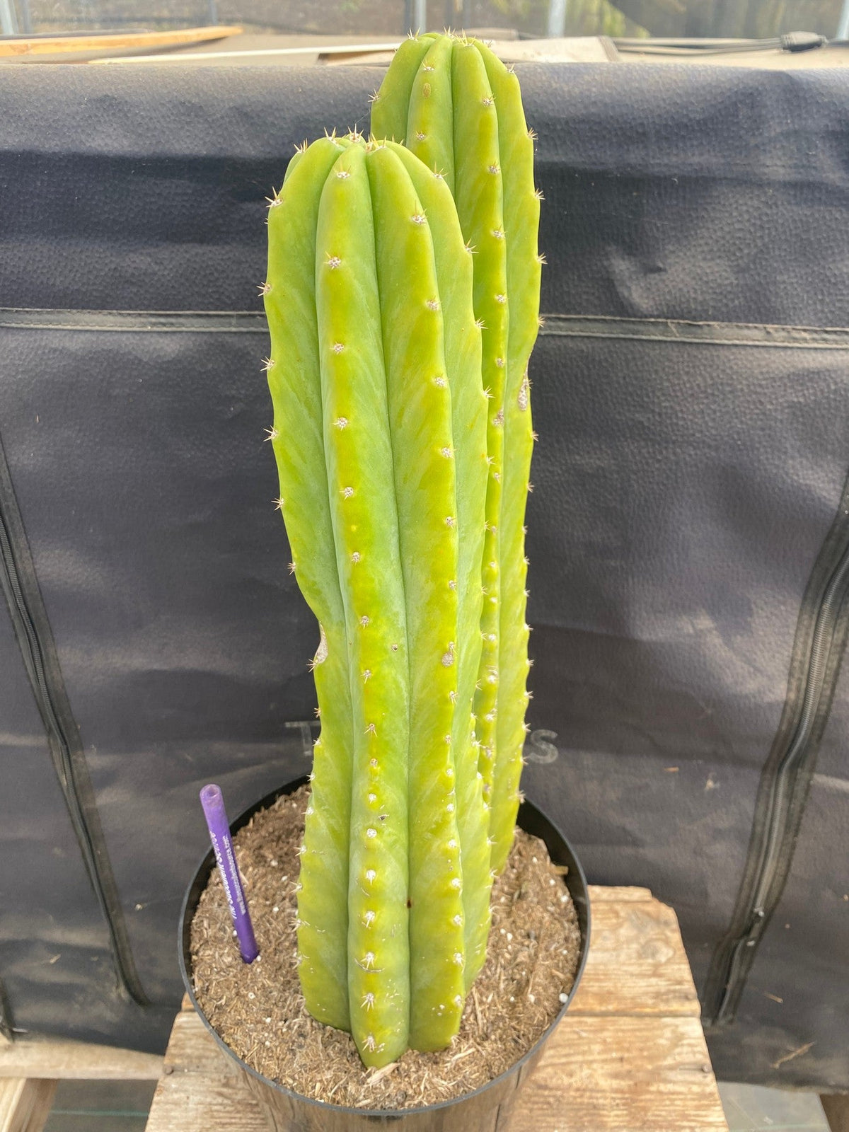 #EC285 EXACT Trichocereus Pachanoi "PC" Cactus 14.5 15.5”-Cactus - Large - Exact-The Succulent Source