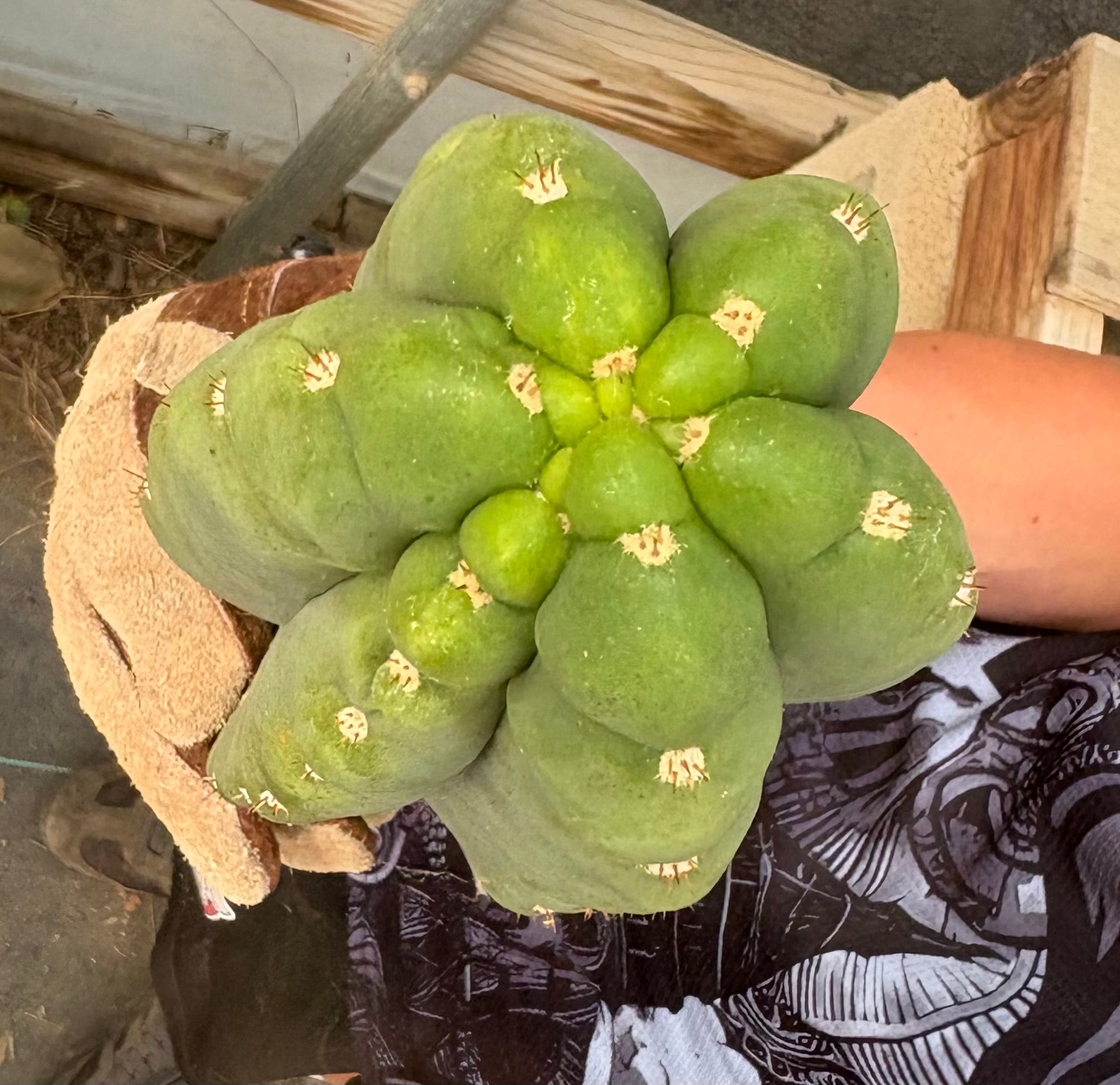 #EC286 Beau’s Exact Trichocereus Cactus Cuttings Page-Cactus - Large - Exact-The Succulent Source