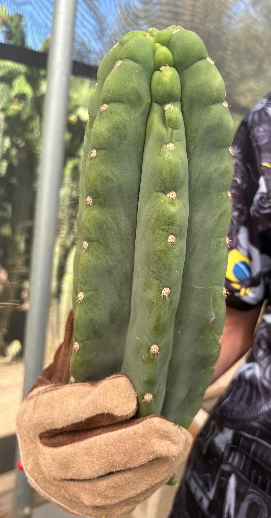 #EC286 Beau’s Exact Trichocereus Cactus Cuttings Page-Cactus - Large - Exact-The Succulent Source