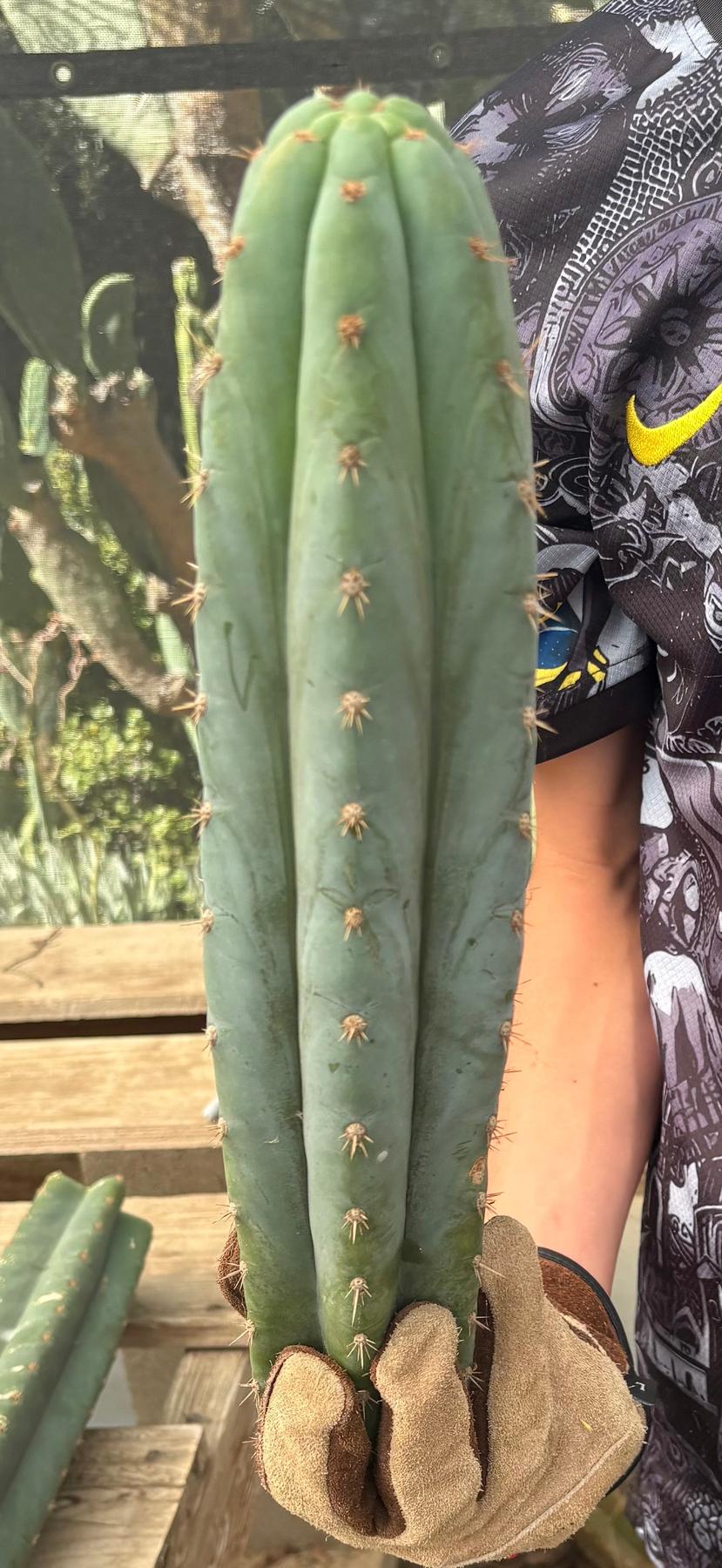 #EC286 Beau’s Exact Trichocereus Cactus Cuttings Page-Cactus - Large - Exact-The Succulent Source