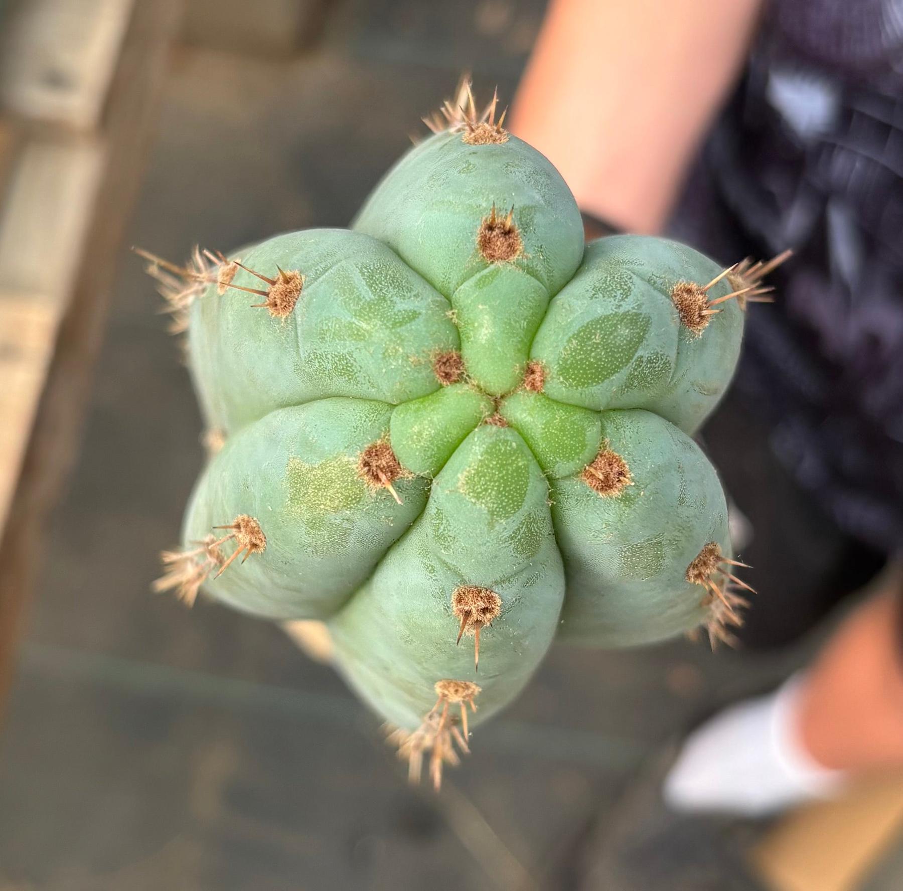 #EC286 Beau’s Exact Trichocereus Cactus Cuttings Page-Cactus - Large - Exact-The Succulent Source