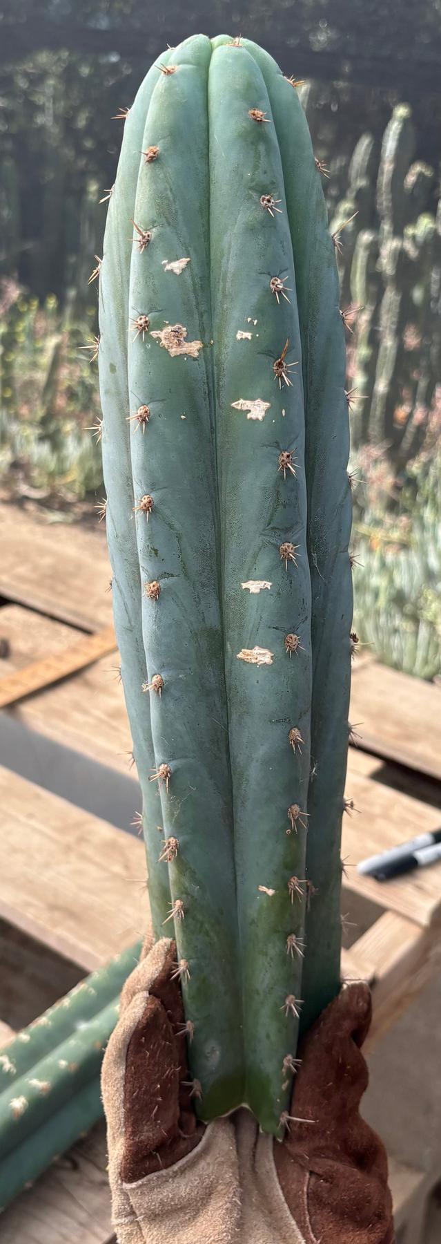 #EC286 Beau’s Exact Trichocereus Cactus Cuttings Page-Cactus - Large - Exact-The Succulent Source