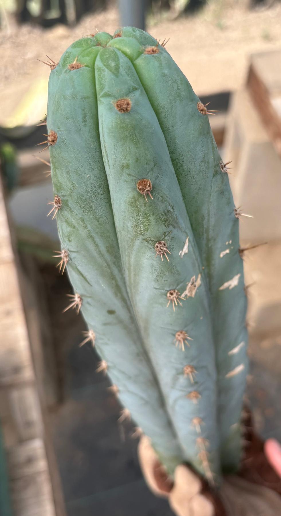 #EC286 Beau’s Exact Trichocereus Cactus Cuttings Page-Cactus - Large - Exact-The Succulent Source