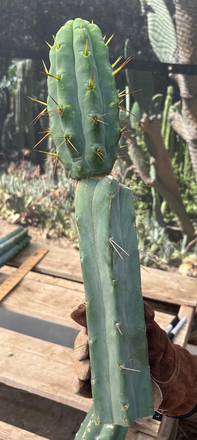 #EC286 Beau’s Exact Trichocereus Cactus Cuttings Page-Cactus - Large - Exact-The Succulent Source